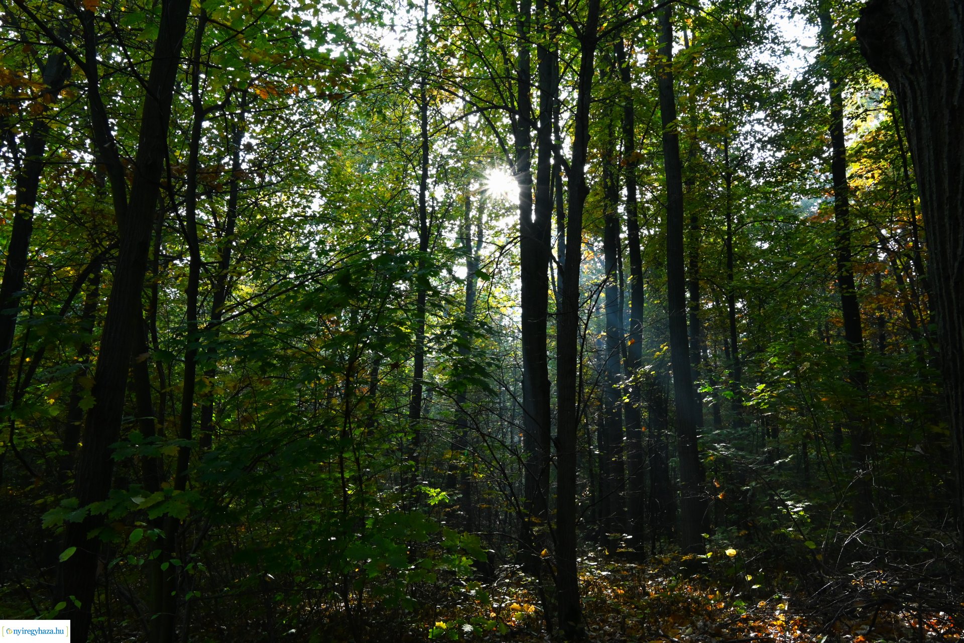 Ködös reggel a Sóstói erdőben