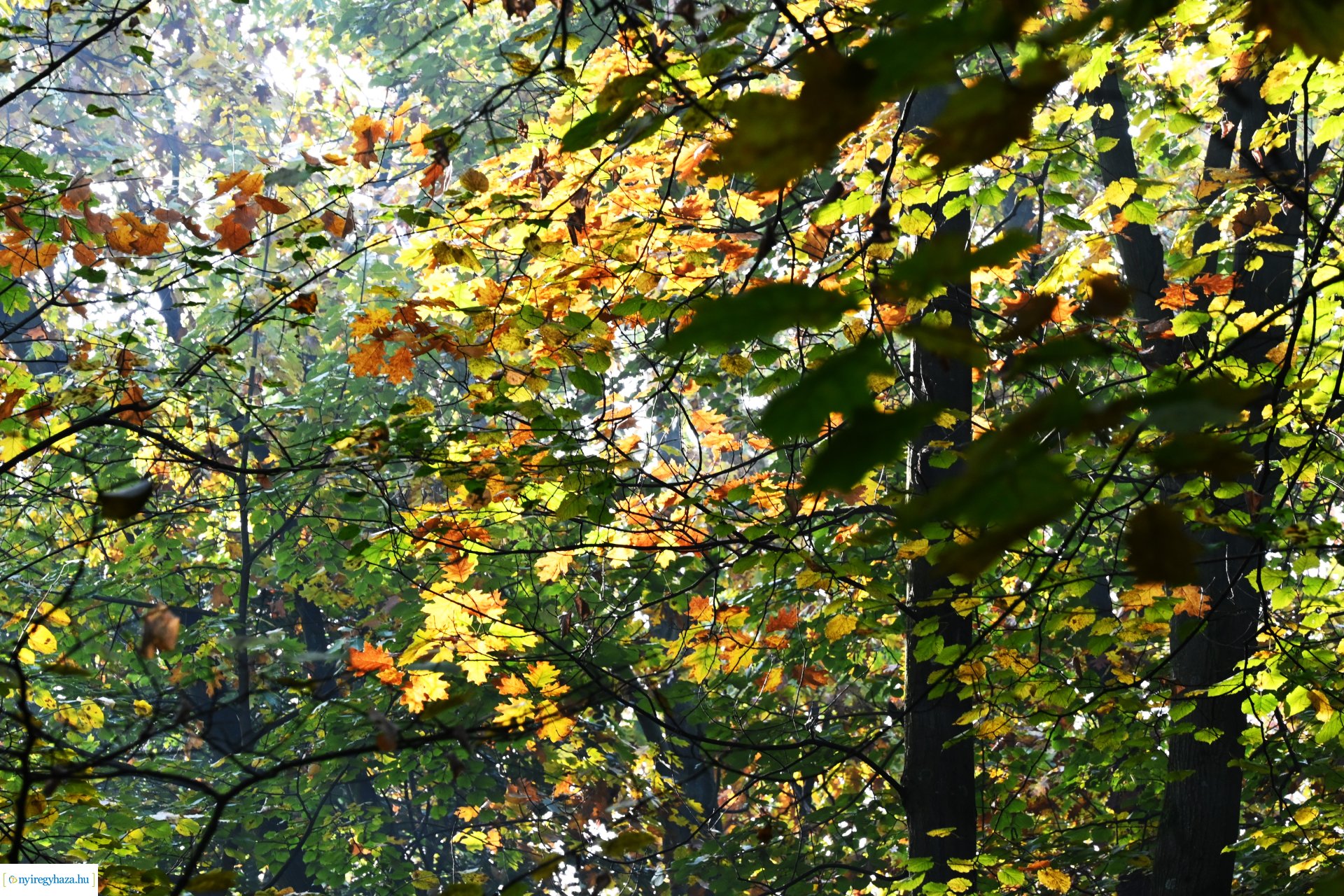 Ködös reggel a Sóstói erdőben