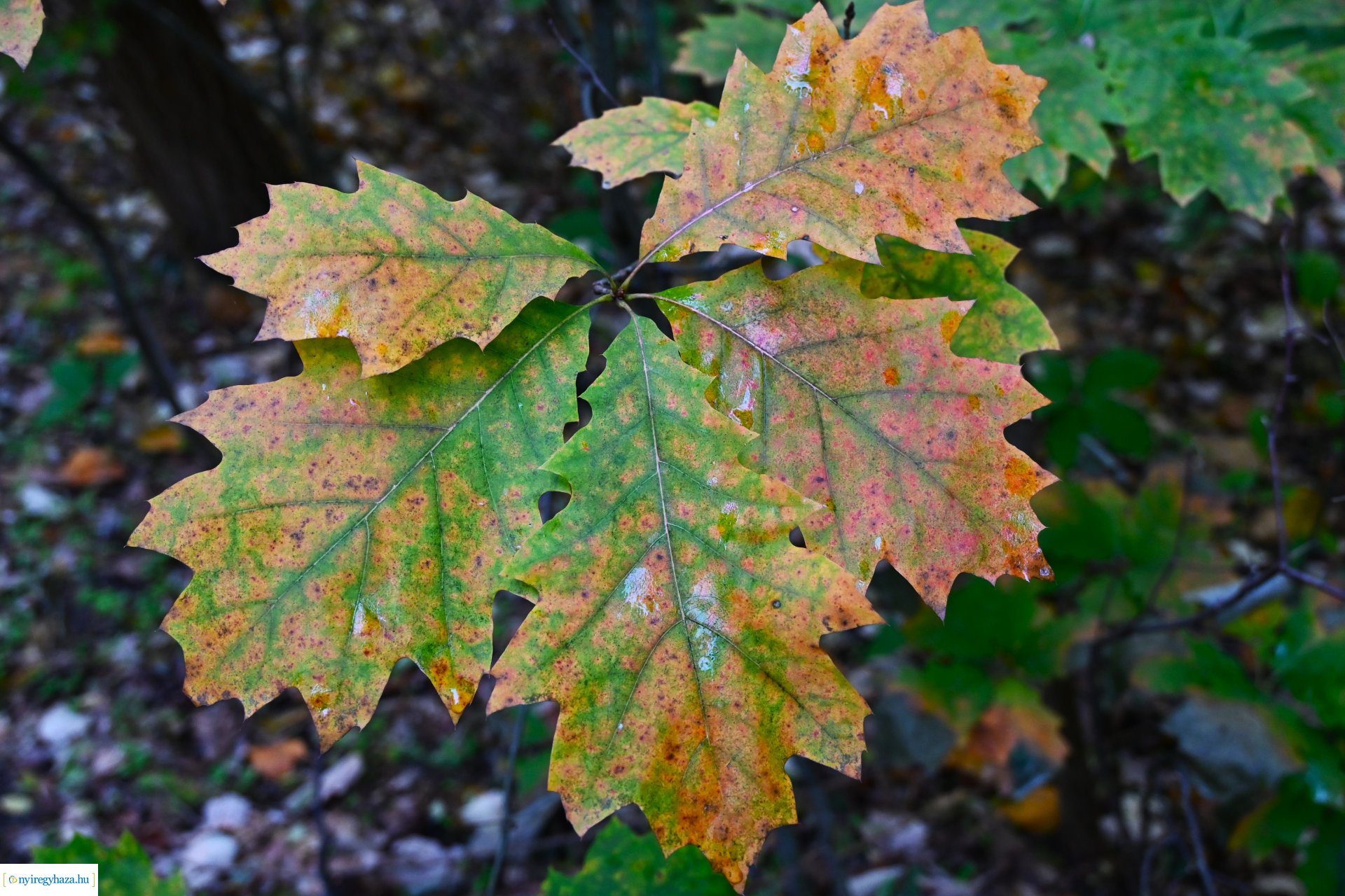Ködös reggel a Sóstói erdőben