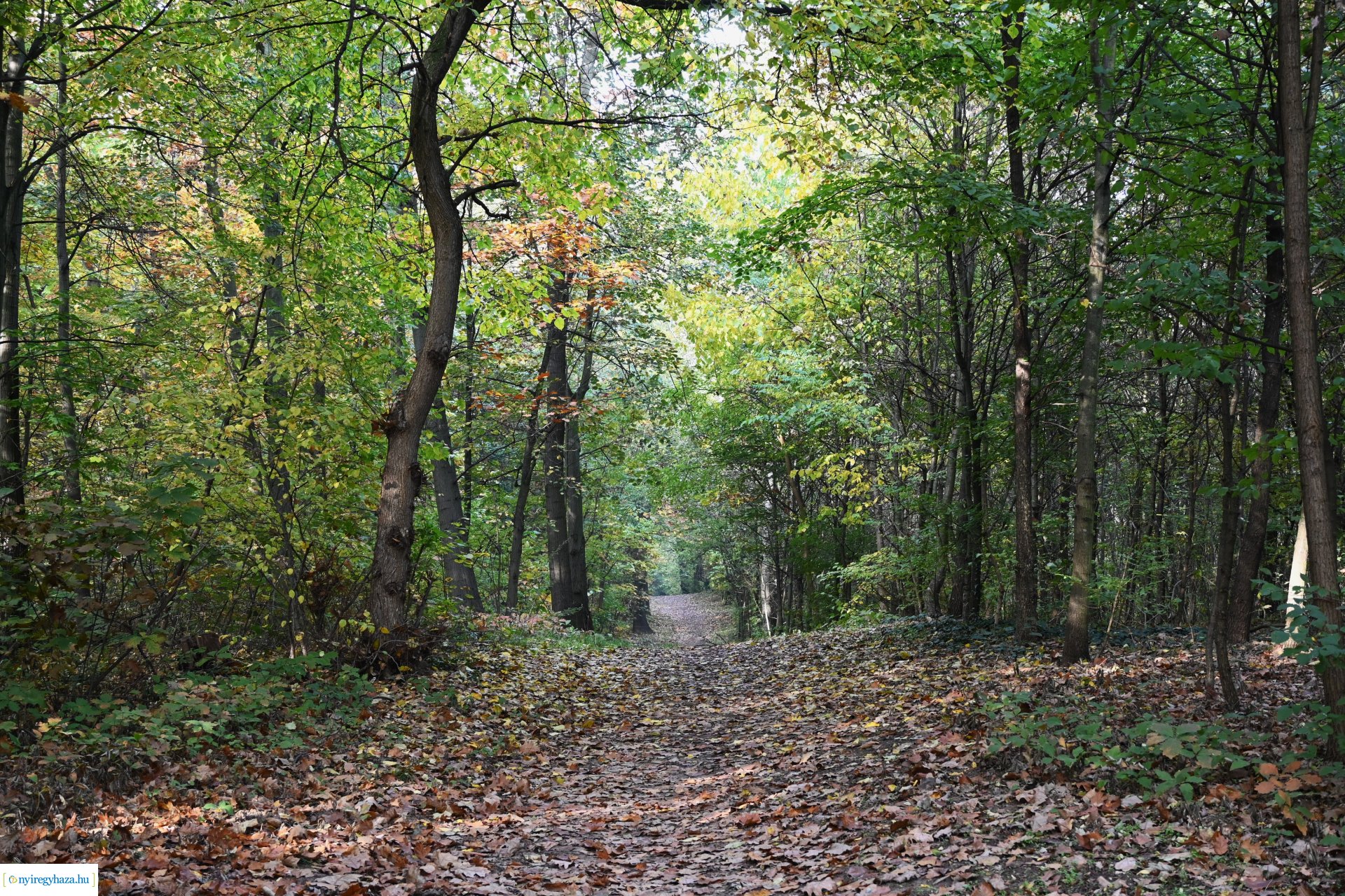 Ködös reggel a Sóstói erdőben