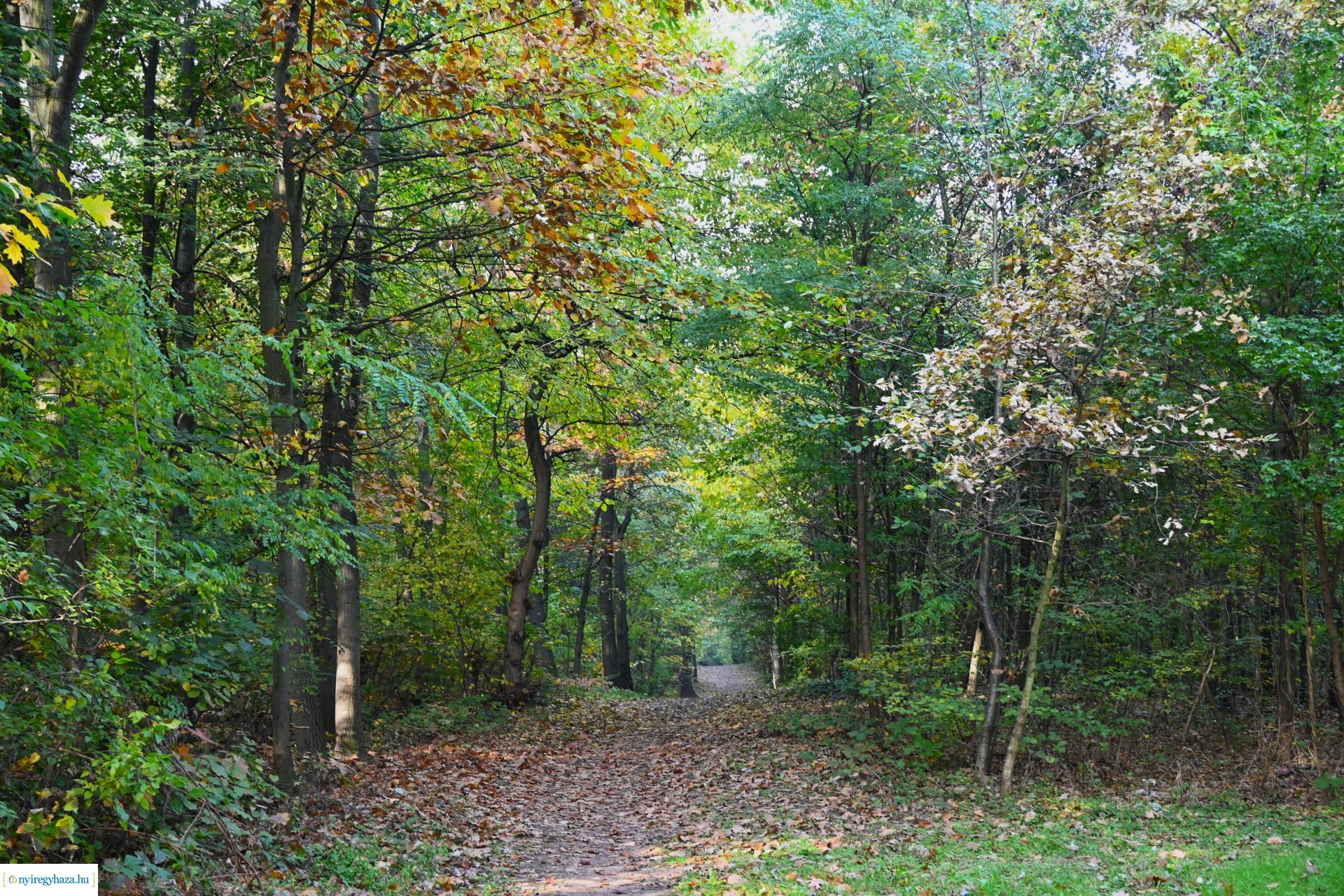 Ködös reggel a Sóstói erdőben