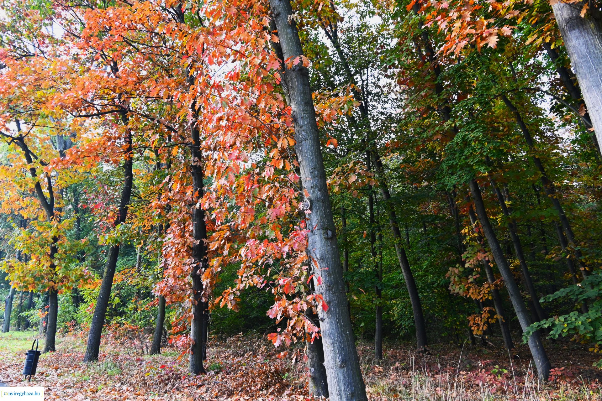 Ködös reggel a Sóstói erdőben