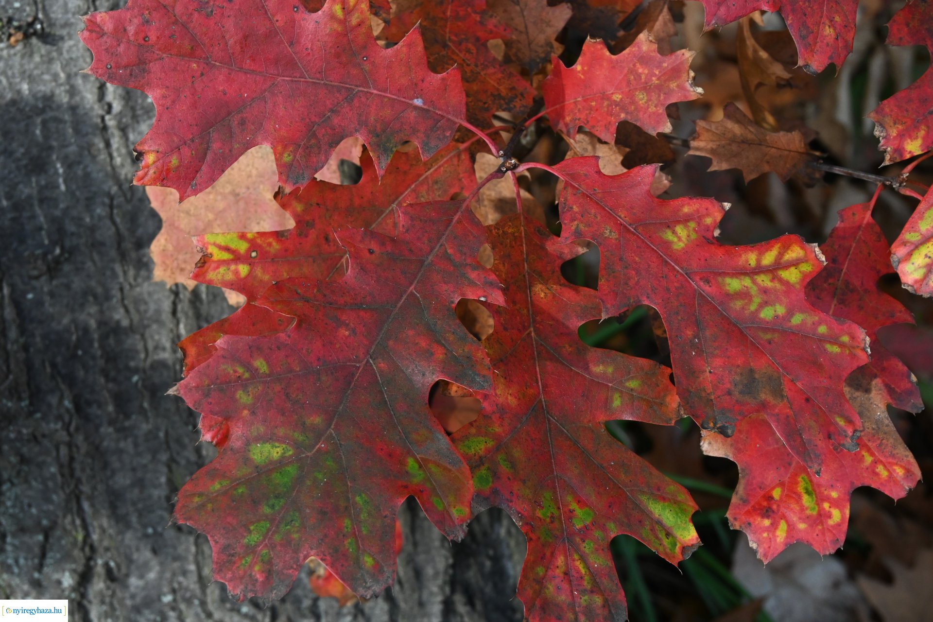 Ködös reggel a Sóstói erdőben