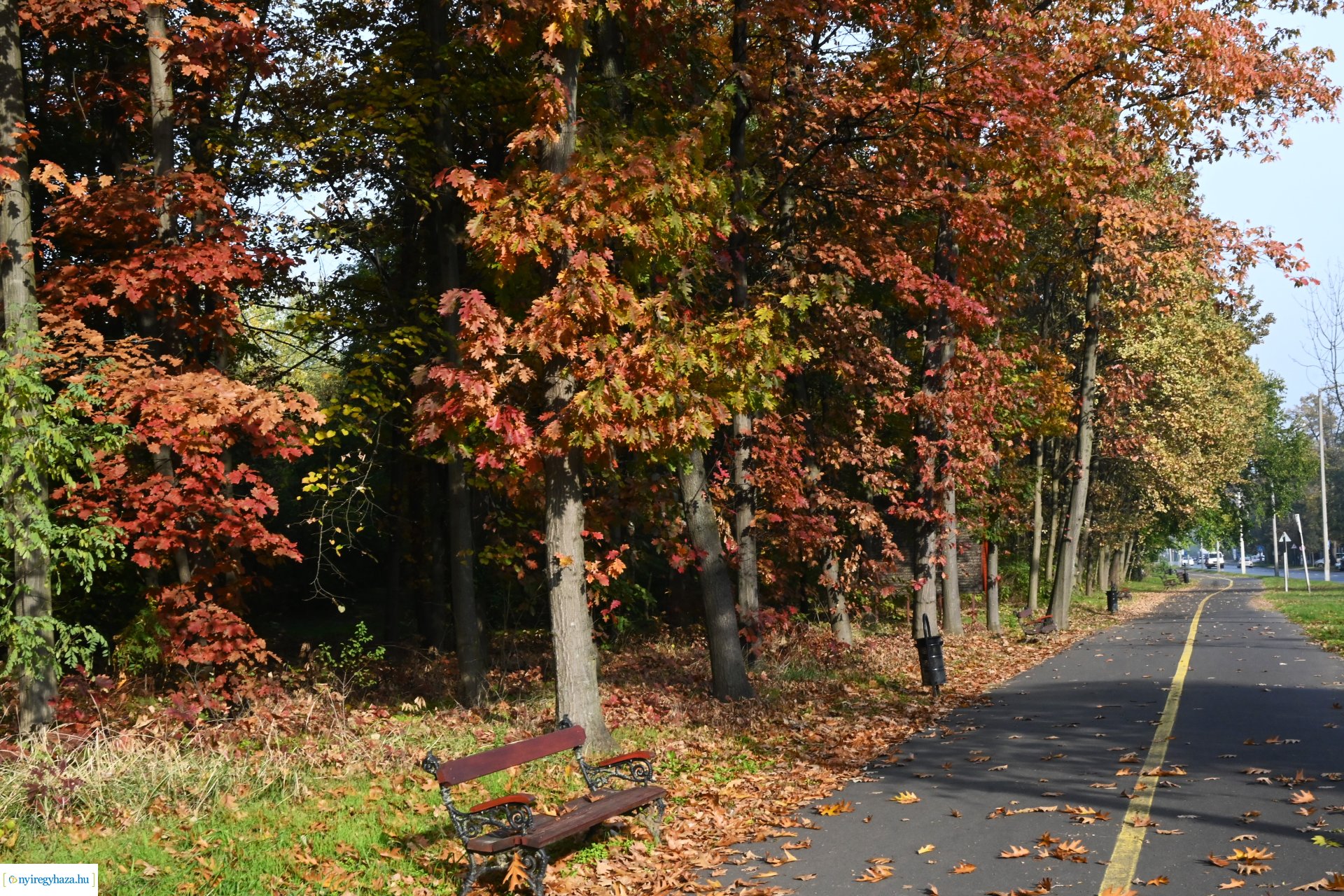 Ködös reggel a Sóstói erdőben