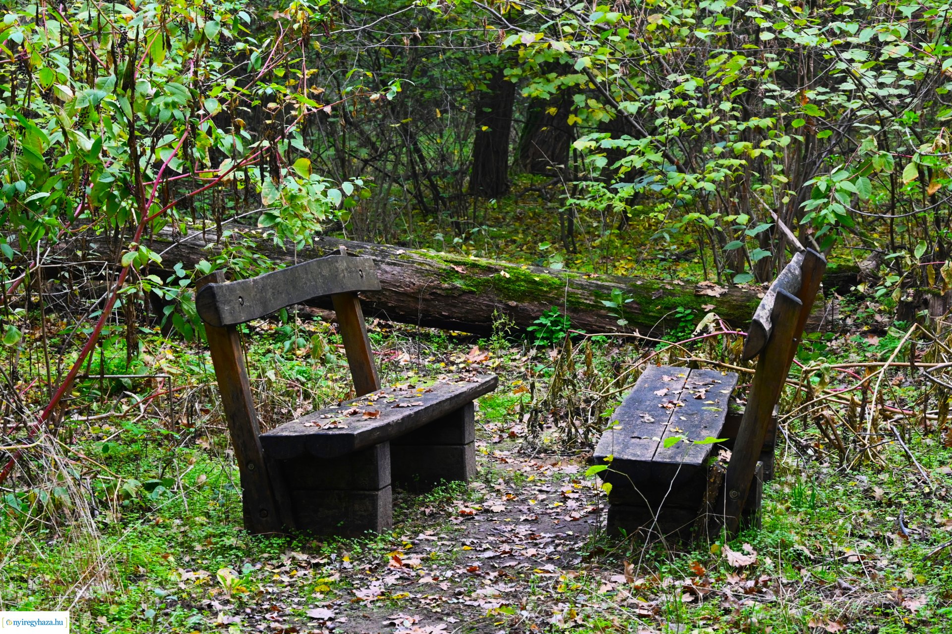 Ködös reggel a Sóstói erdőben