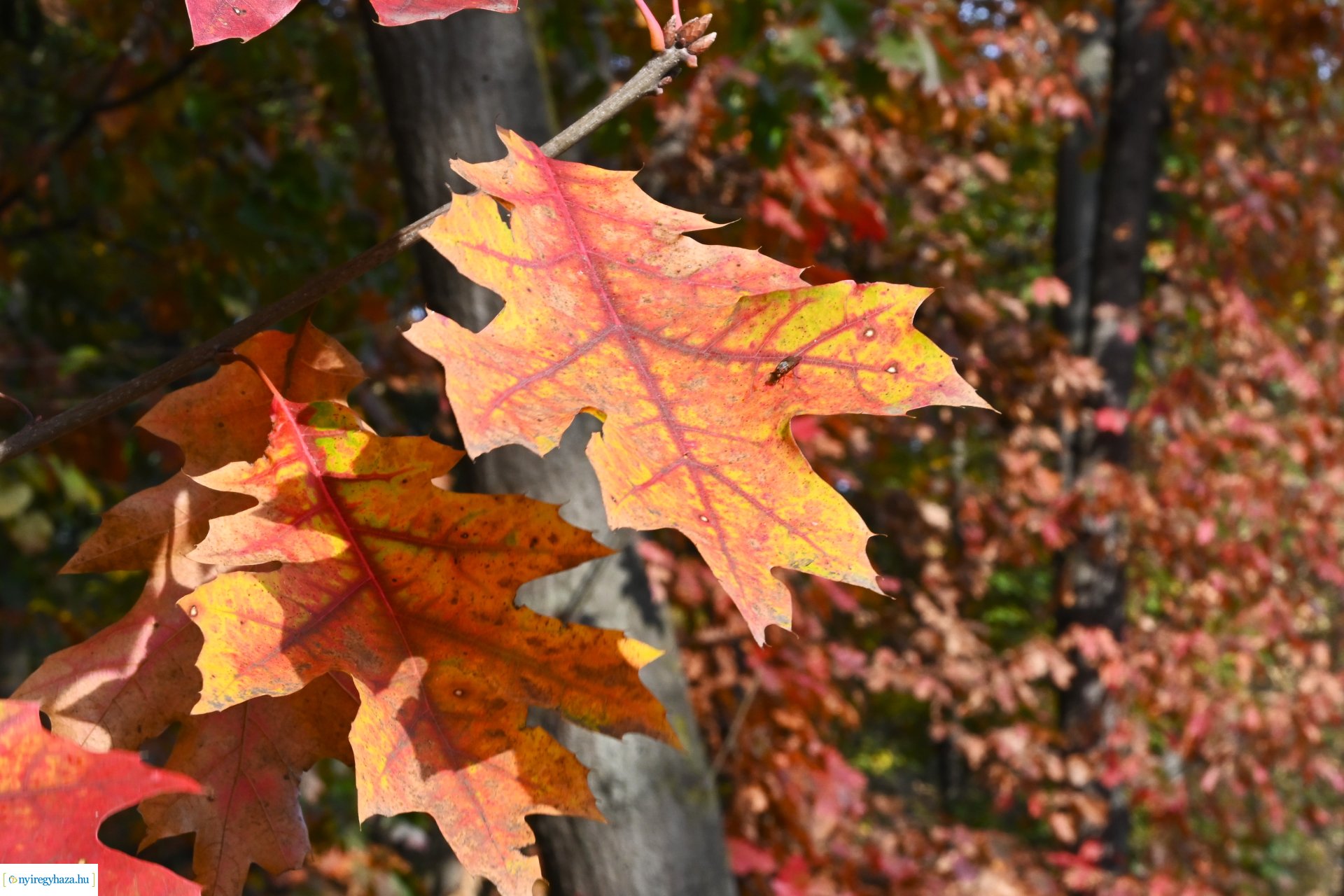 Ködös reggel a Sóstói erdőben