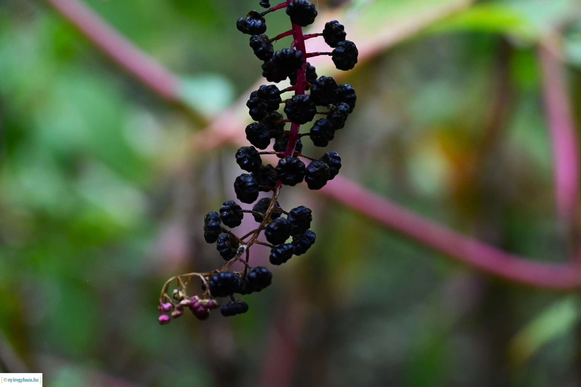 Ködös reggel a Sóstói erdőben