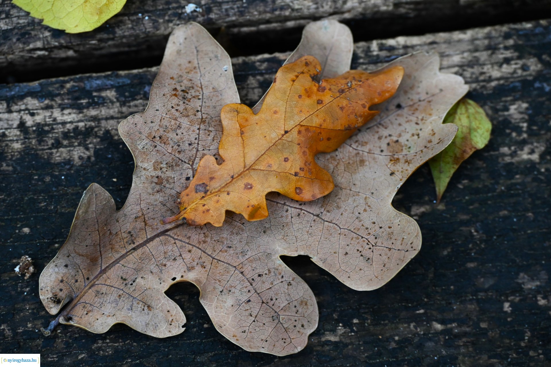 Ködös reggel a Sóstói erdőben