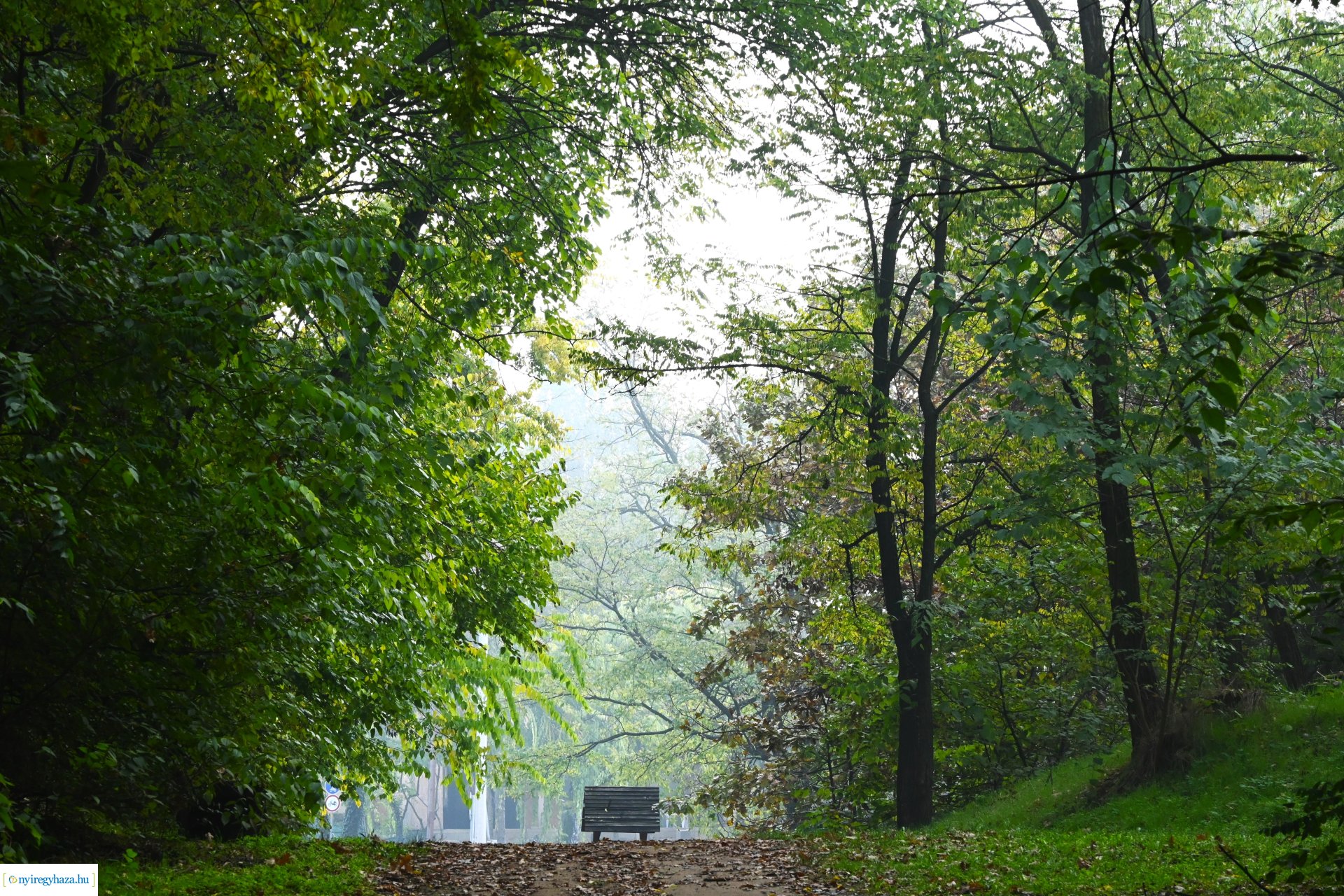 Ködös reggel a Sóstói erdőben