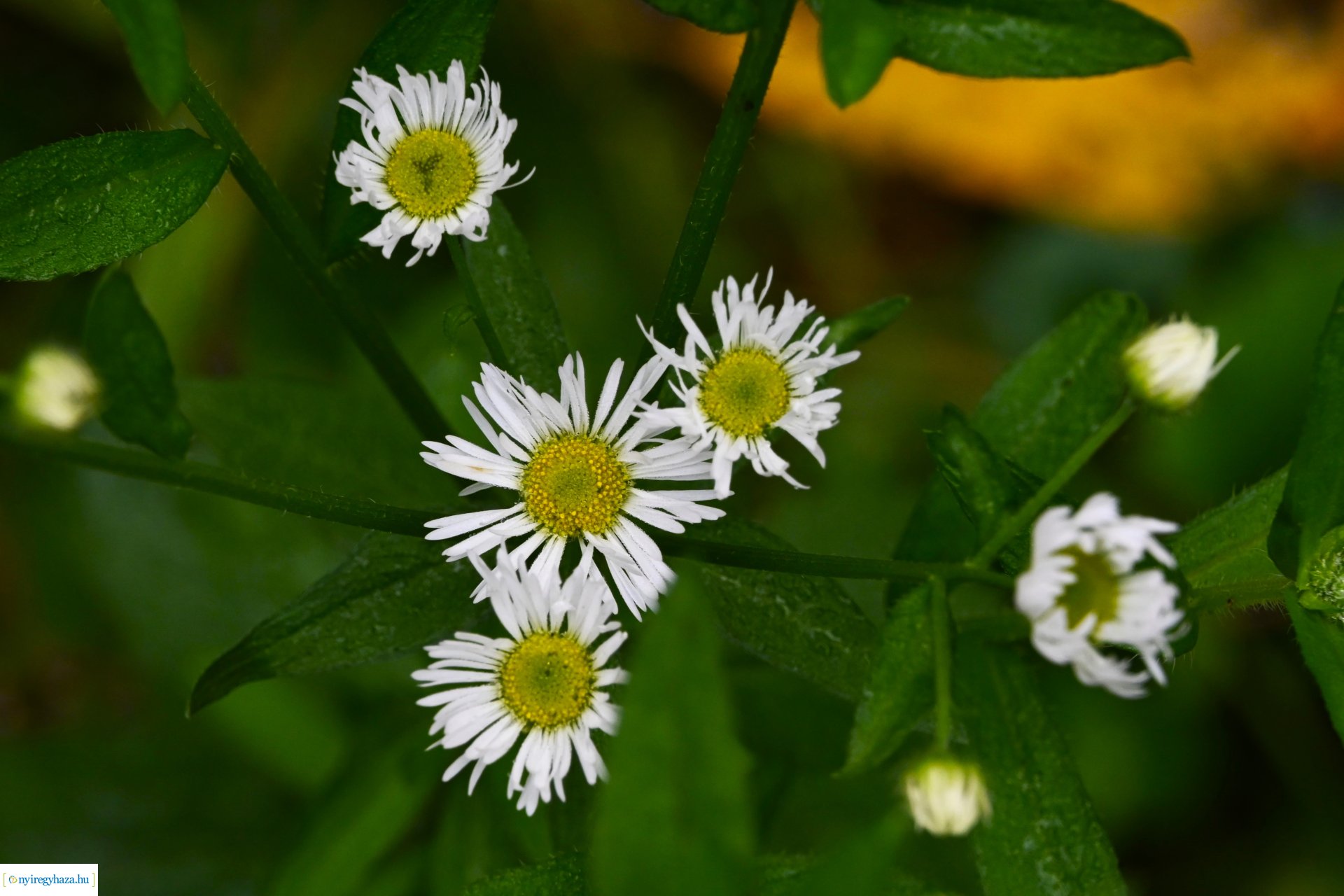 Ködös reggel a Sóstói erdőben