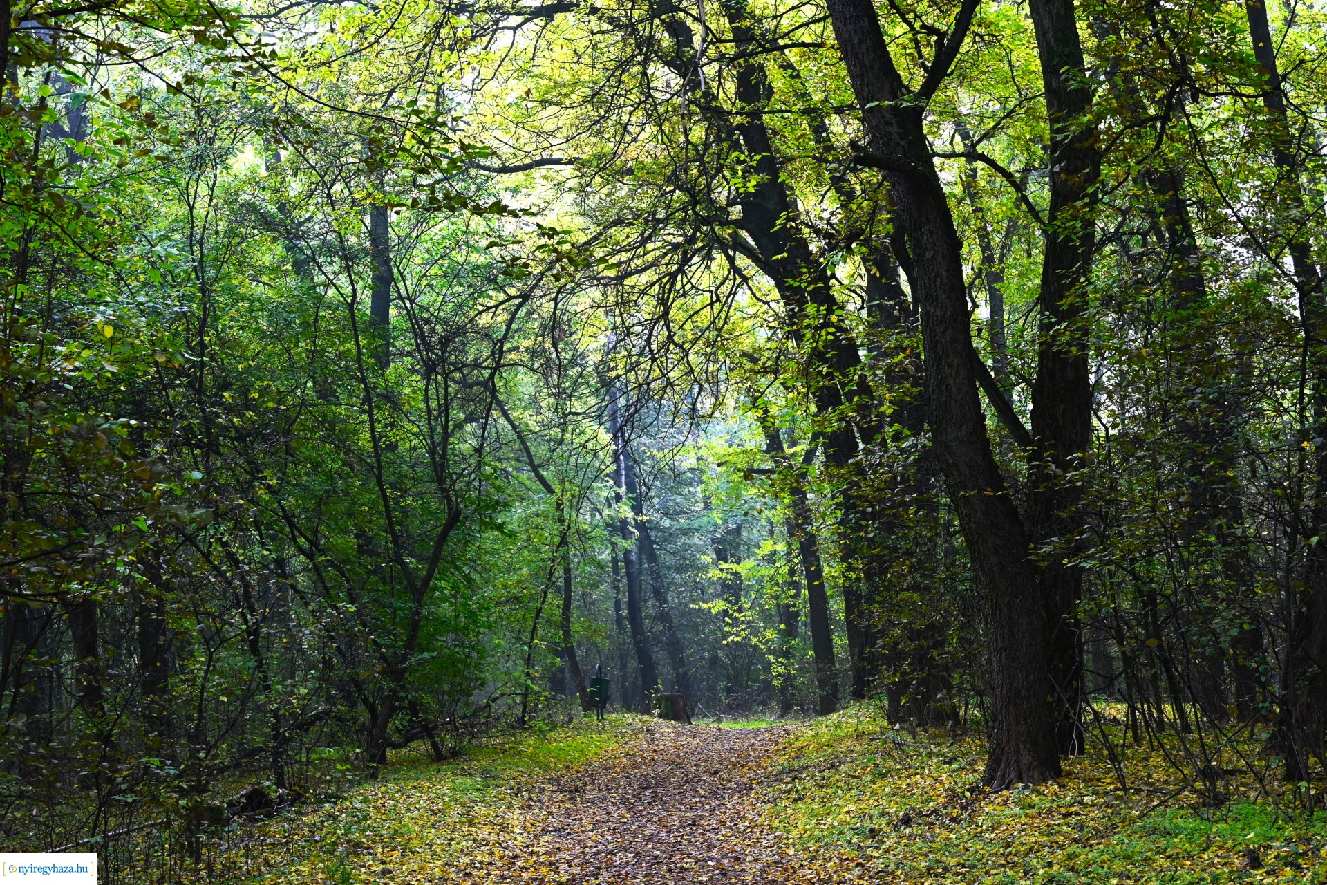 Ködös reggel a Sóstói erdőben