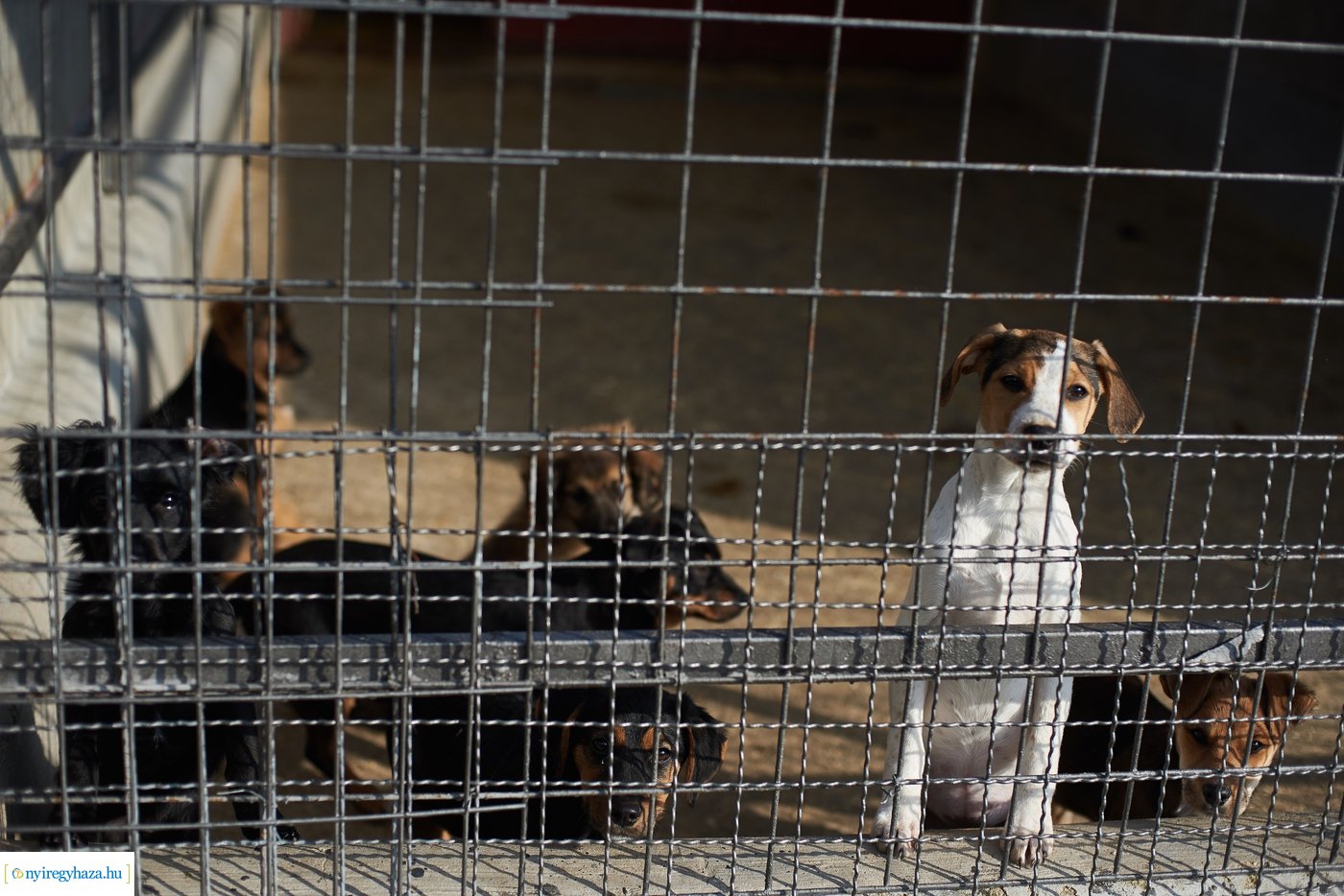 Kormányhivatali adomány az Állatbarát Alapítványnak