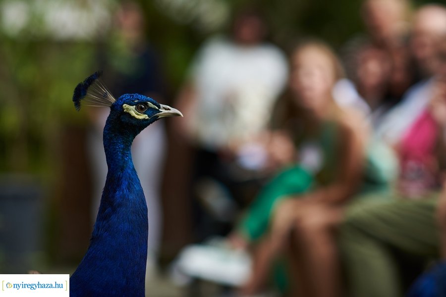 Kormányhivatali dolgozók családi napja 2023