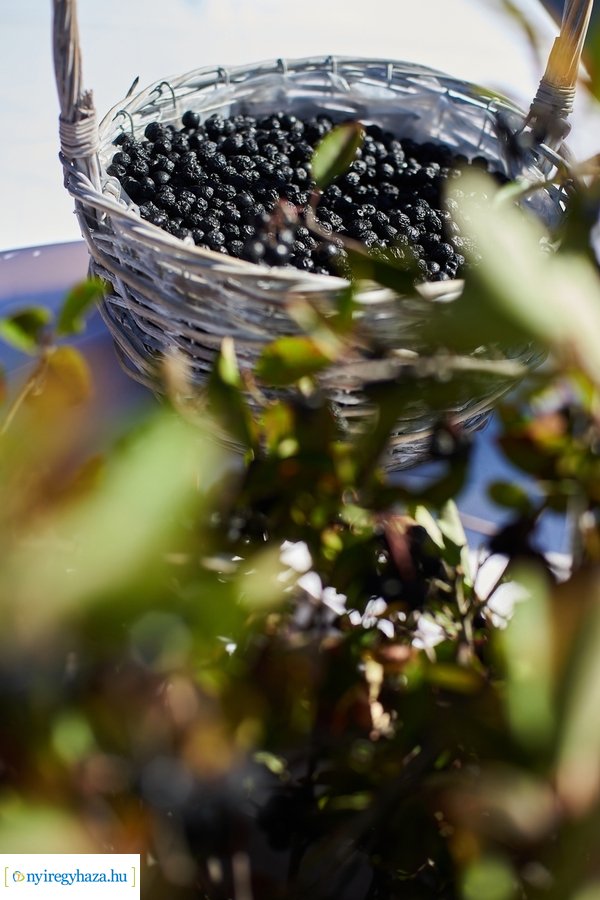 Közfoglalkoztatási Kiállítás és Vásár 2023