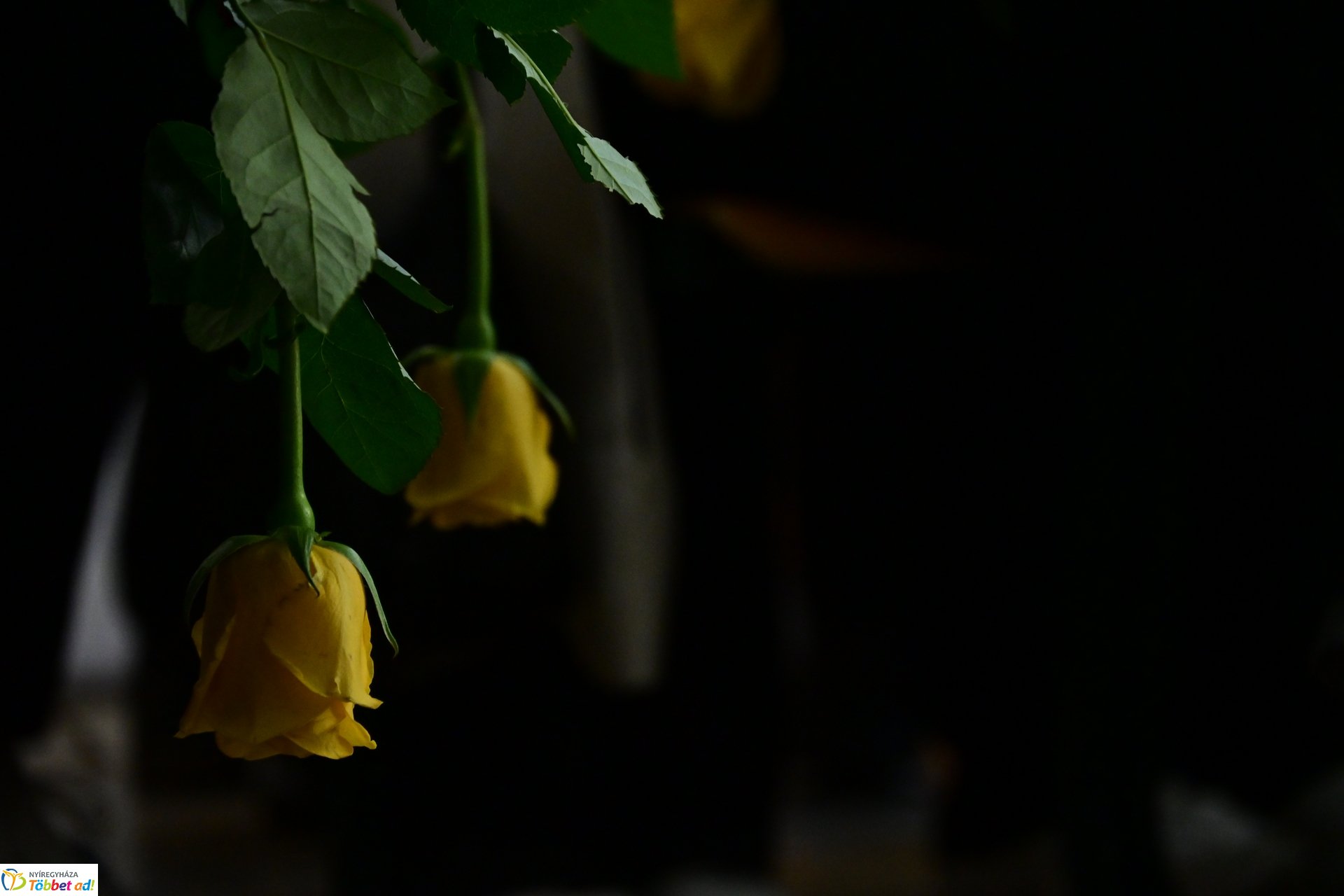 Kulcsár Anitára emlékeztek a Kölcsey Ferenc gimnáziumban - 2025