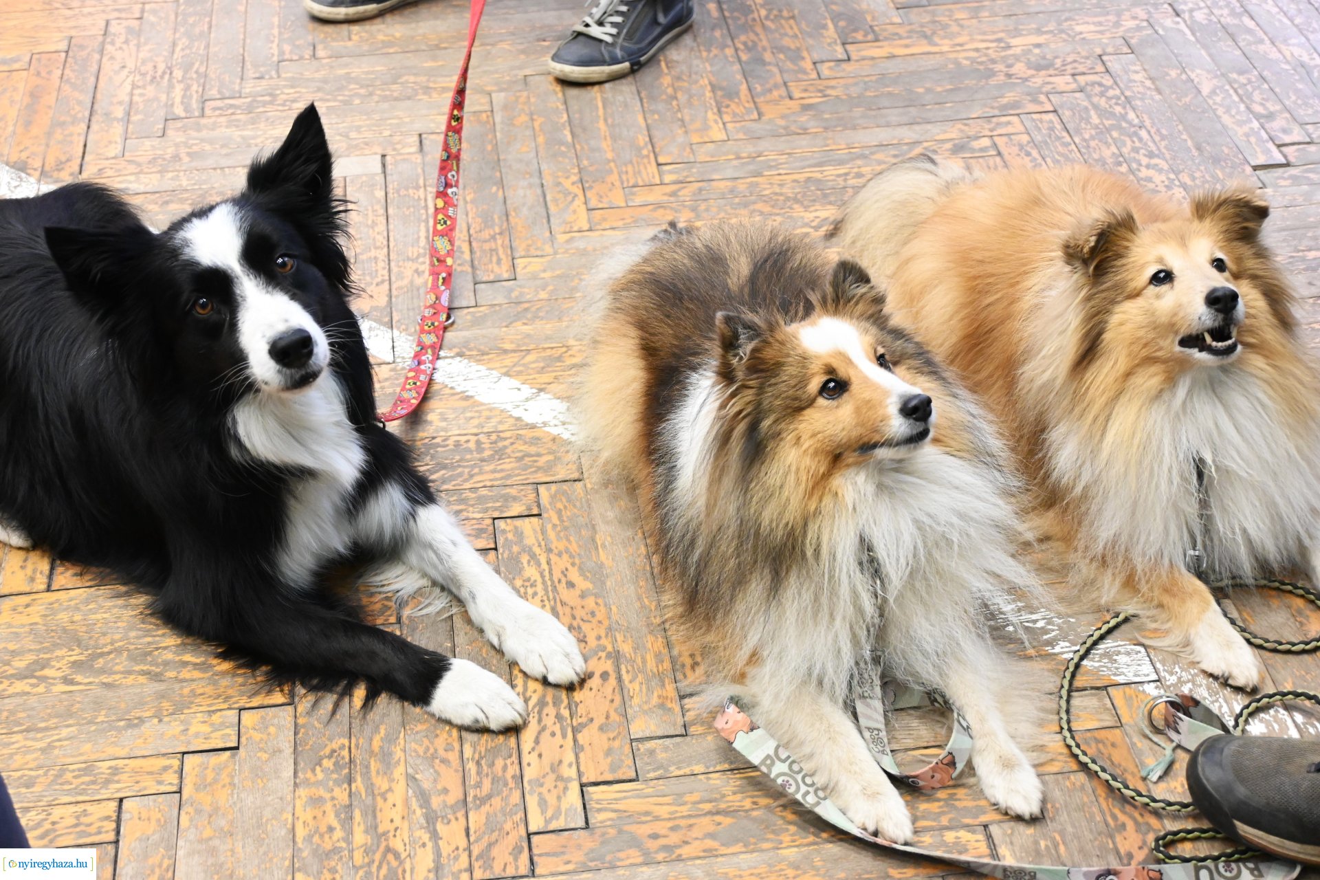 Kutatók éjszakája a Nyíregyházi Egyetem Testnevelési és Sporttudományi Intézetében