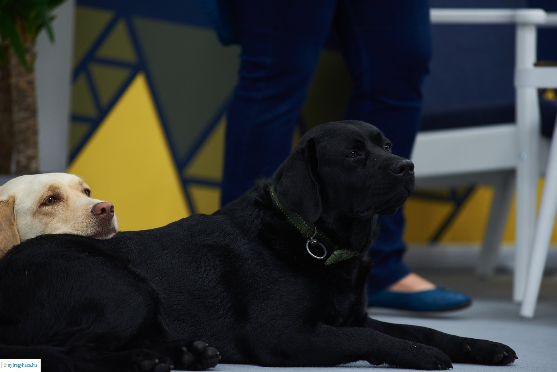 Kutatók Éjszakája az MCC-ben 2024