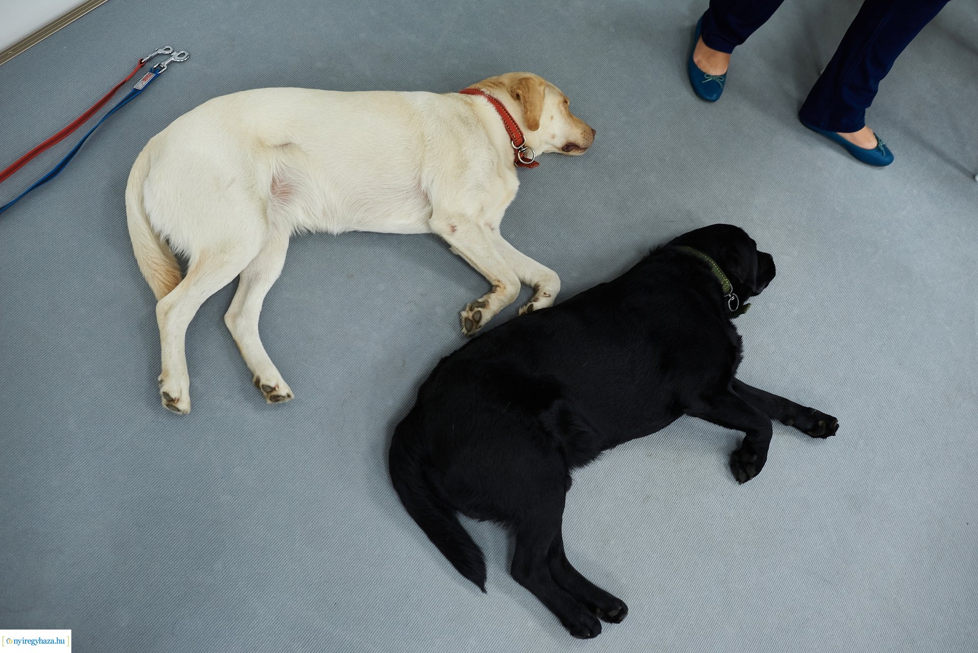 Kutatók Éjszakája az MCC-ben 2024