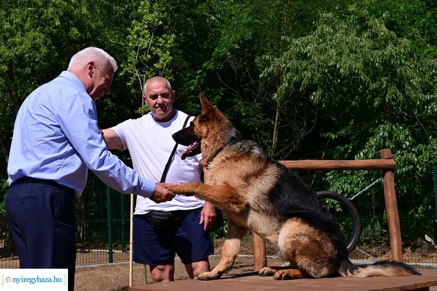 Kutyafuttató a Fürdő utcán