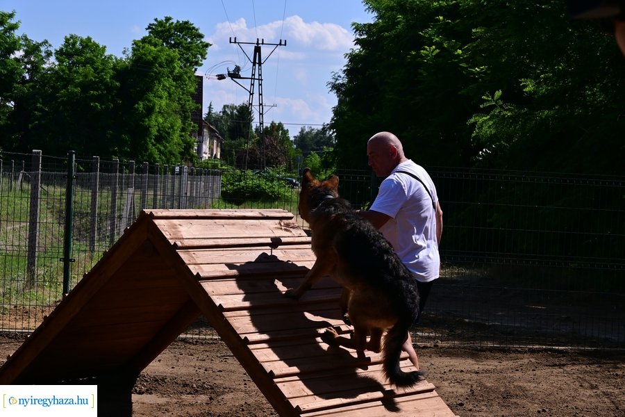 Kutyafuttató a Fürdő utcán