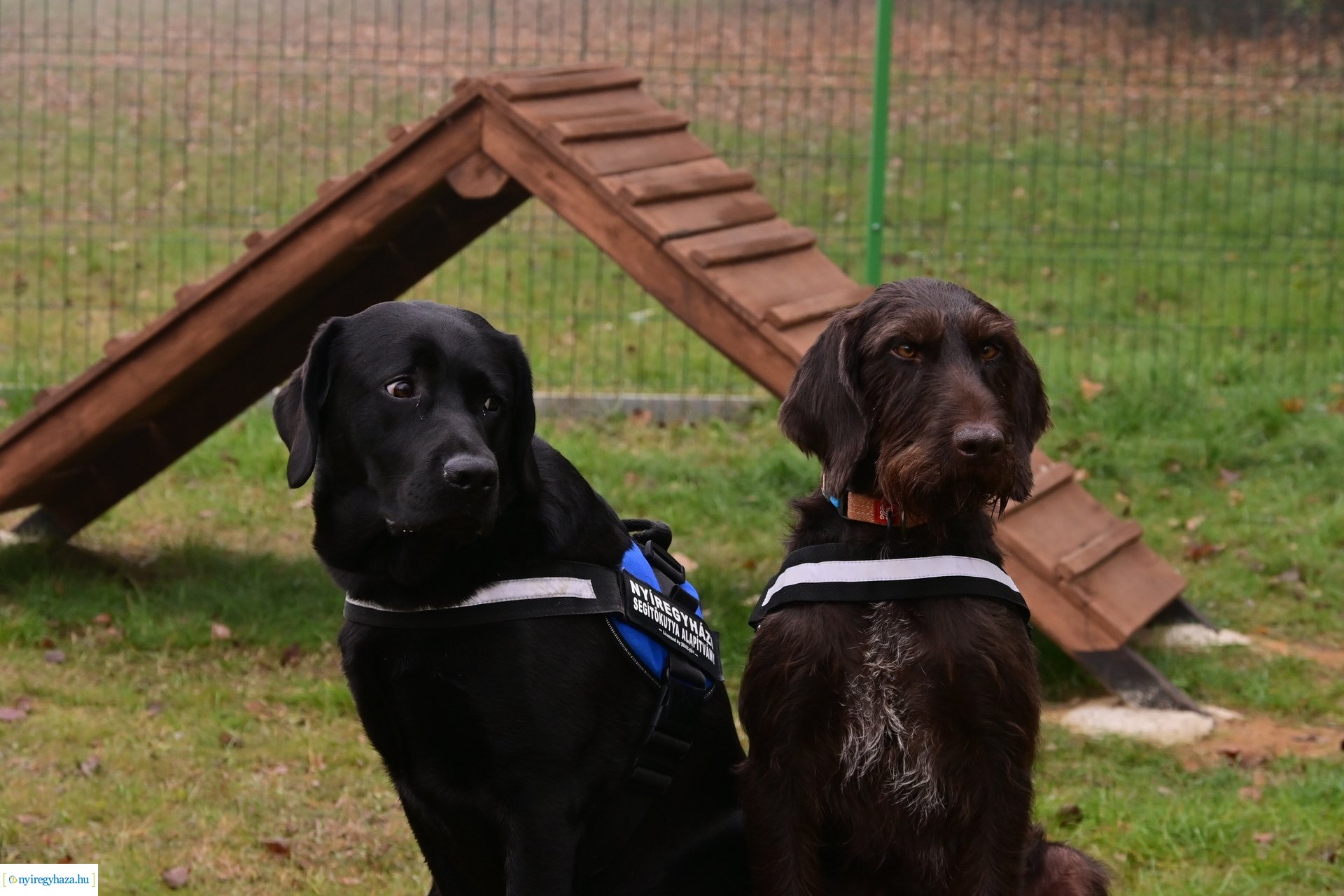 Kutyafuttató Nyírszőlősön 2024