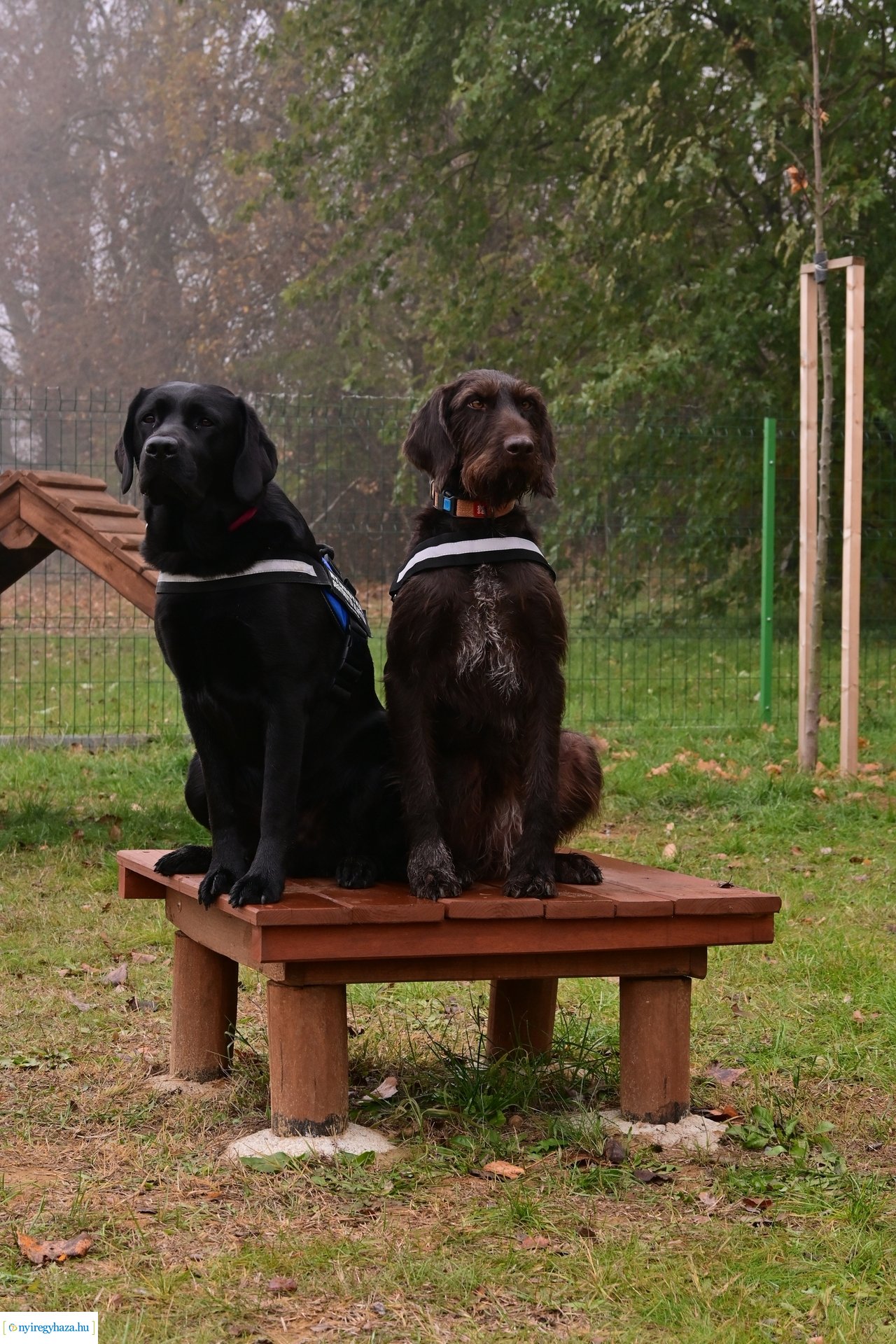 Kutyafuttató Nyírszőlősön 2024