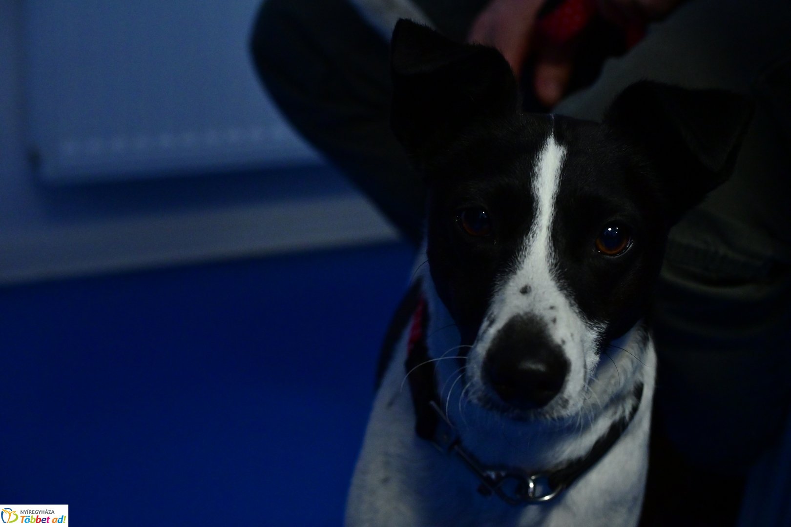 Kutyázz Nyíregyháza! - előadás a kulturális központban