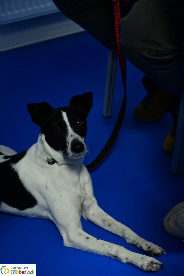 Kutyázz Nyíregyháza! - előadás a kulturális központban