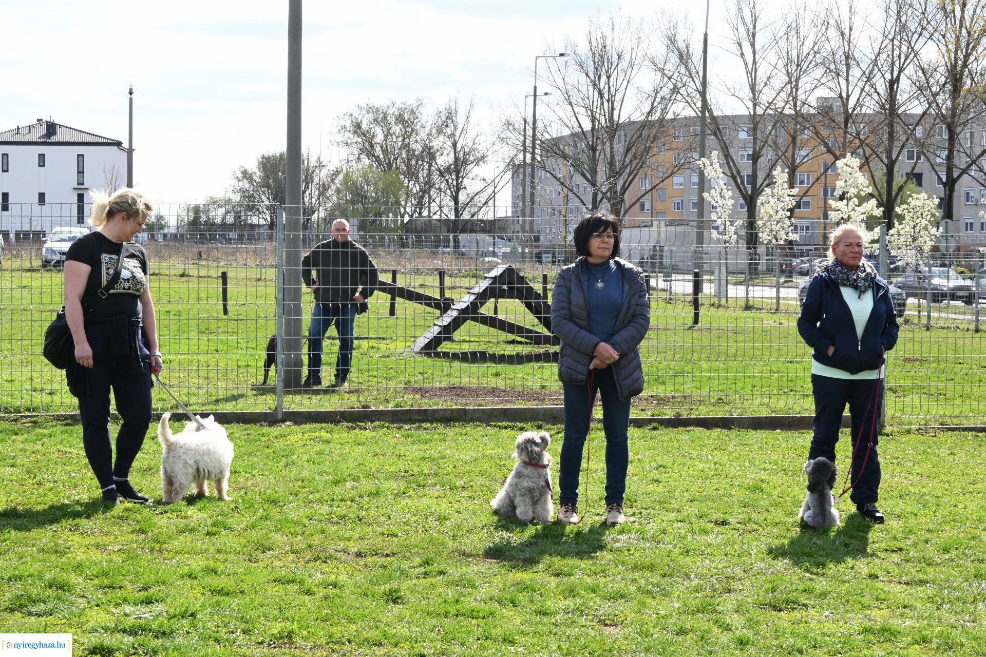 Kutyázz Nyíregyháza! - ingyenes engedelmességi kuyasuli Nyíregyházán