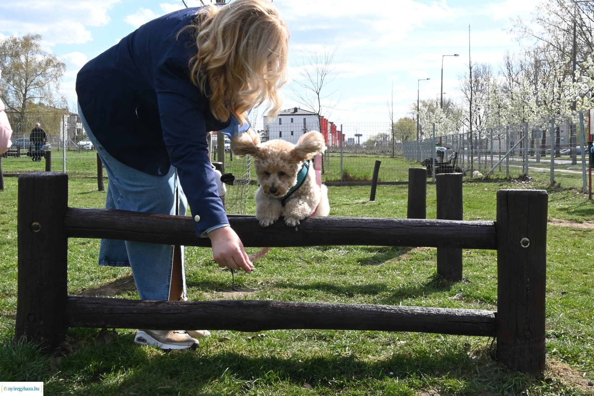 Kutyázz Nyíregyháza! - ingyenes engedelmességi kuyasuli Nyíregyházán