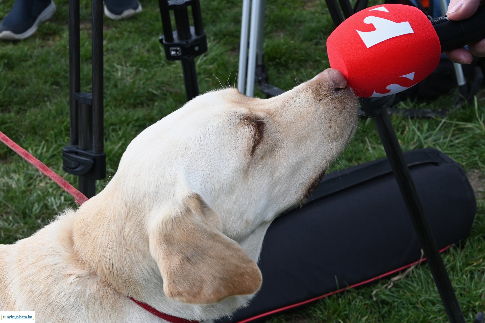 Kutyázz Nyíregyháza! - ingyenes engedelmességi kuyasuli Nyíregyházán