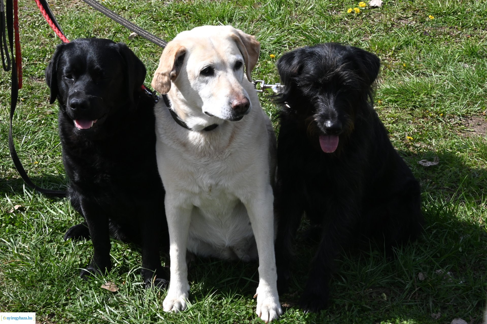 Kutyázz Nyíregyháza! - ingyenes engedelmességi kuyasuli Nyíregyházán