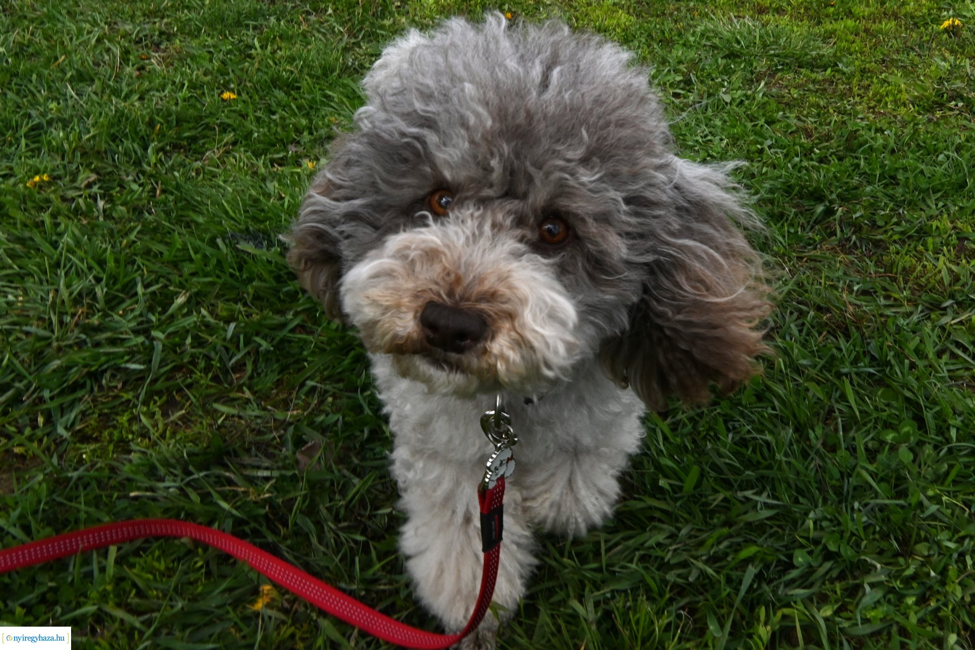 Kutyázz Nyíregyháza! - ingyenes engedelmességi kuyasuli Nyíregyházán