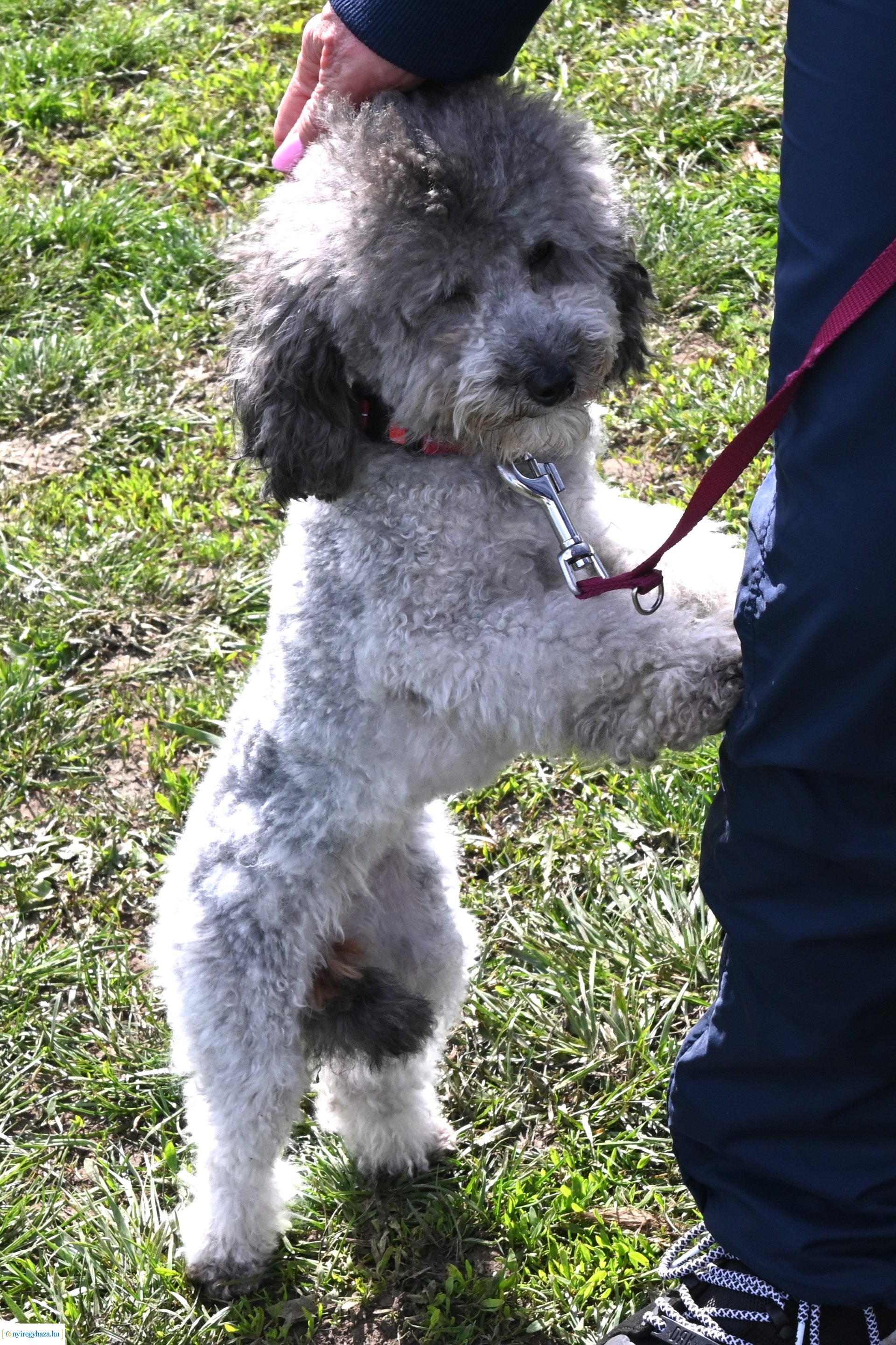 Kutyázz Nyíregyháza! - ingyenes engedelmességi kuyasuli Nyíregyházán