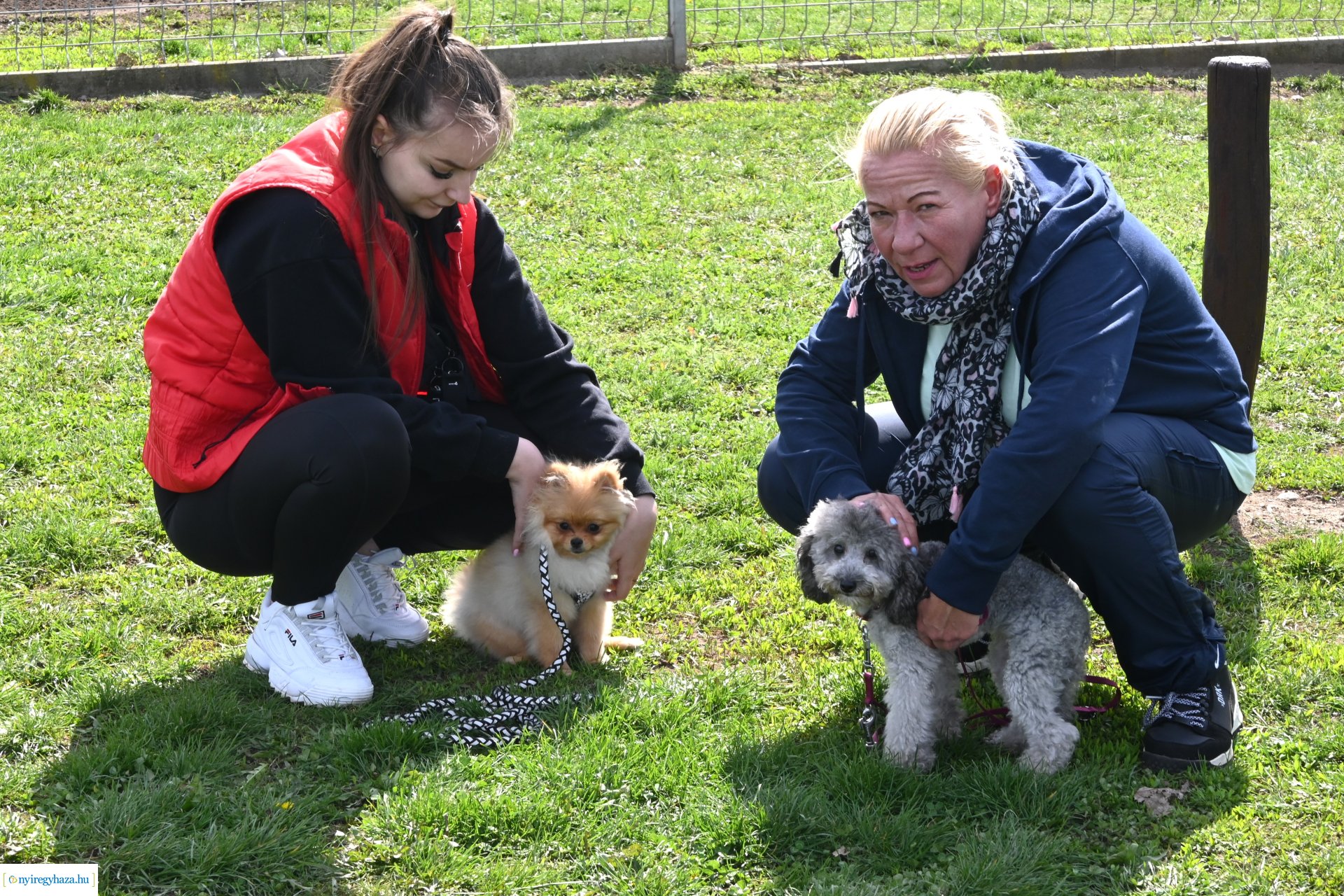 Kutyázz Nyíregyháza! - ingyenes engedelmességi kuyasuli Nyíregyházán