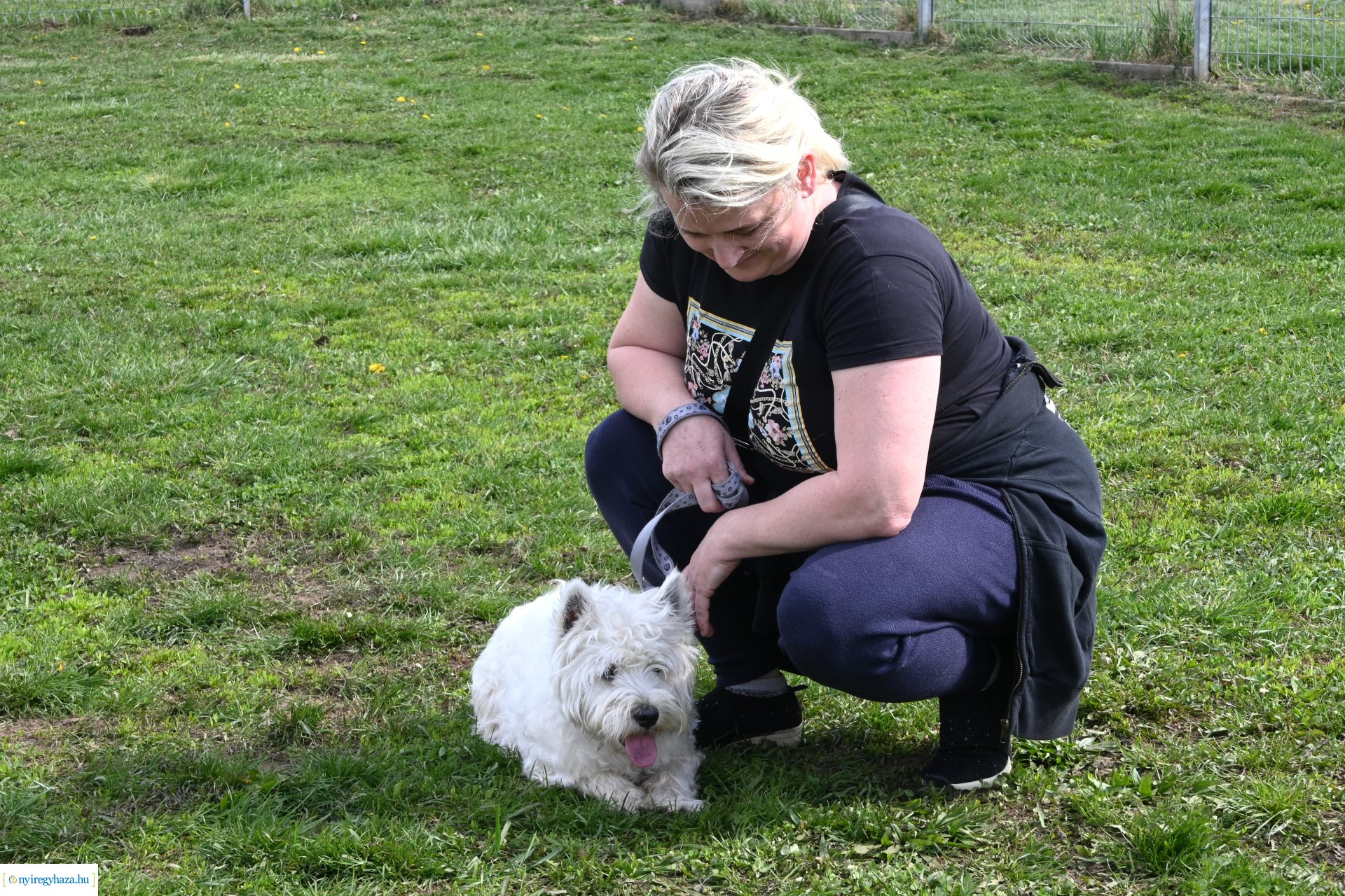 Kutyázz Nyíregyháza! - ingyenes engedelmességi kuyasuli Nyíregyházán