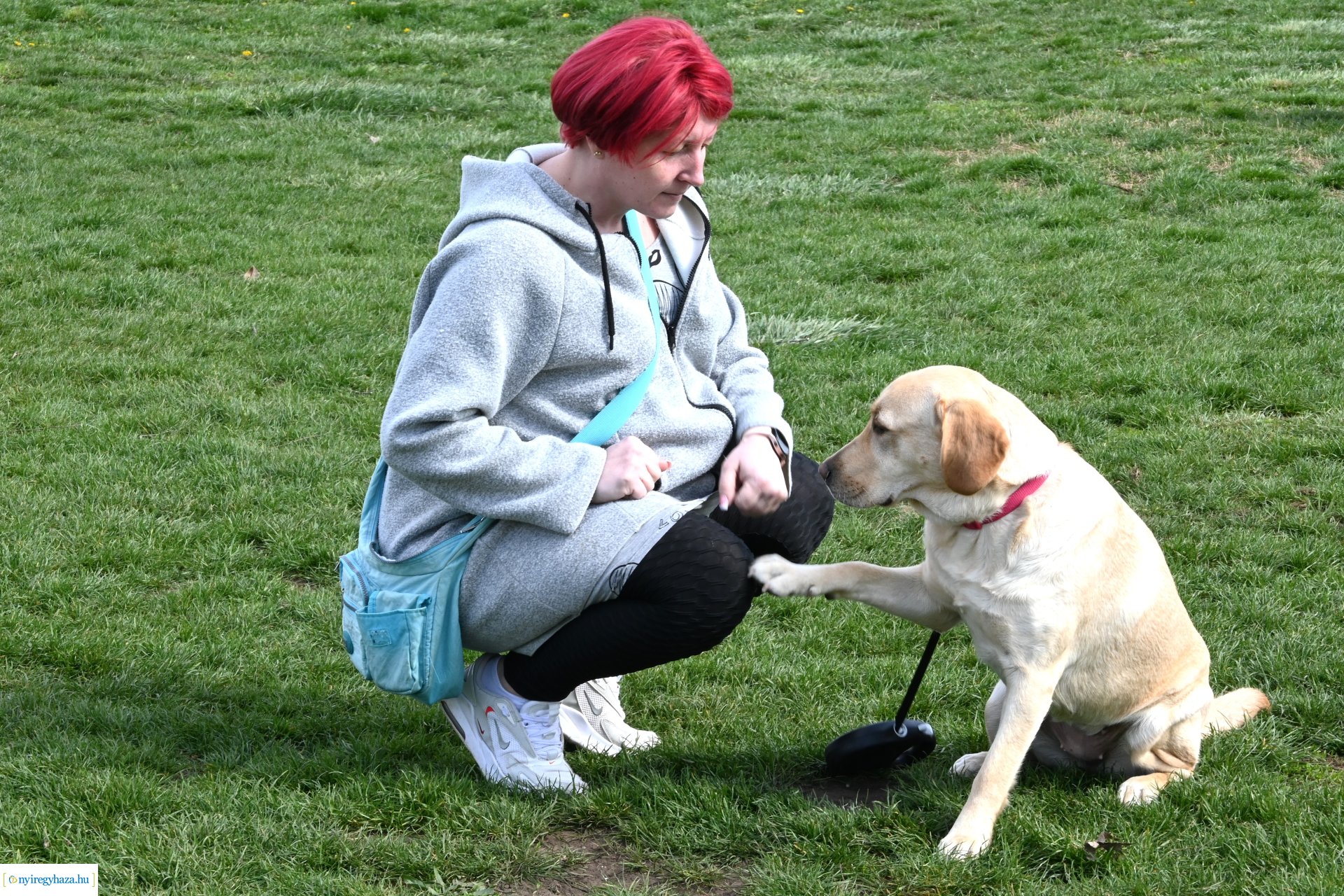 Kutyázz Nyíregyháza! - ingyenes engedelmességi kuyasuli Nyíregyházán