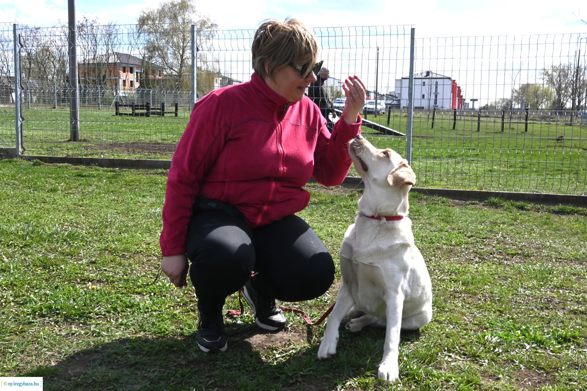 Kutyázz Nyíregyháza! - ingyenes engedelmességi kuyasuli Nyíregyházán