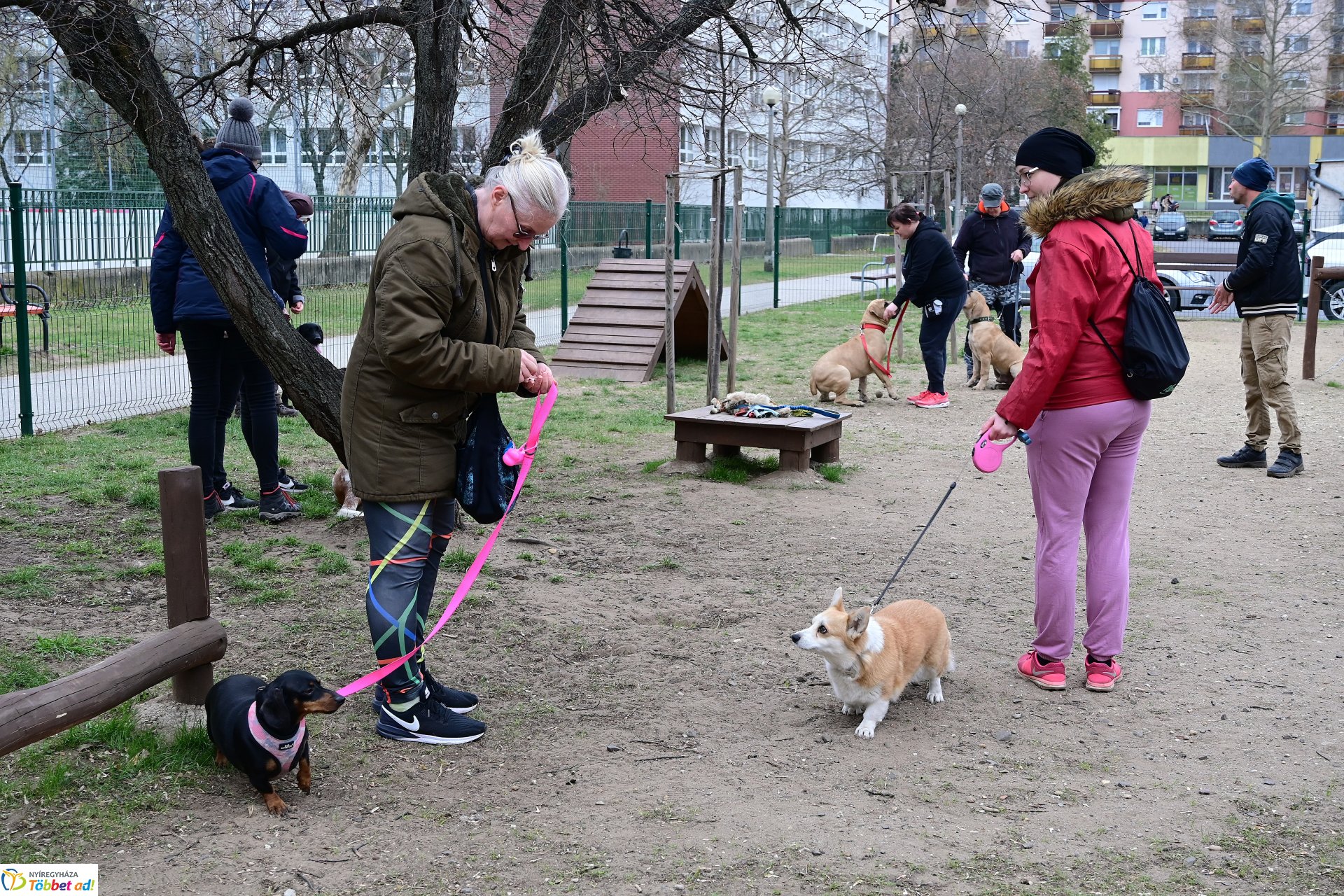 Kutyázz Nyíregyháza! - tréning a Tas utcai kutyafuttatóban