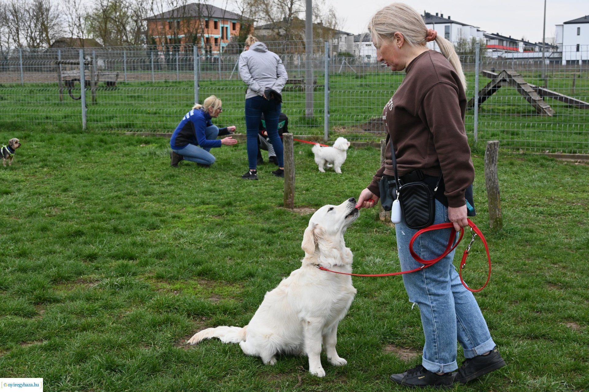Kutyázz Nyíregyháza!