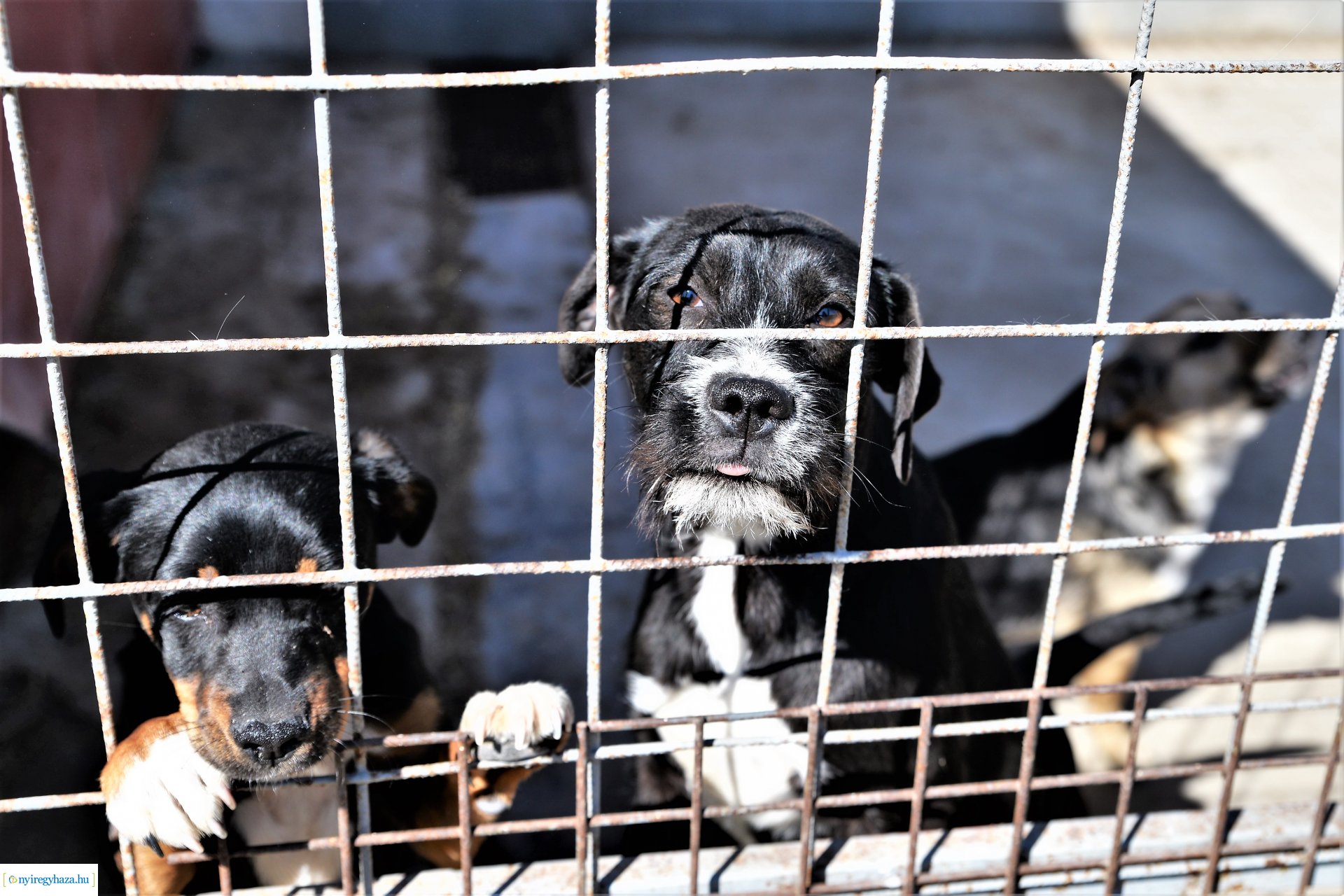 Látogatás az Állatbarát Alapítvány Állatotthonában