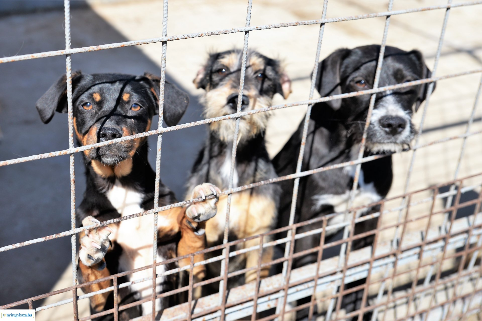 Látogatás az Állatbarát Alapítvány Állatotthonában