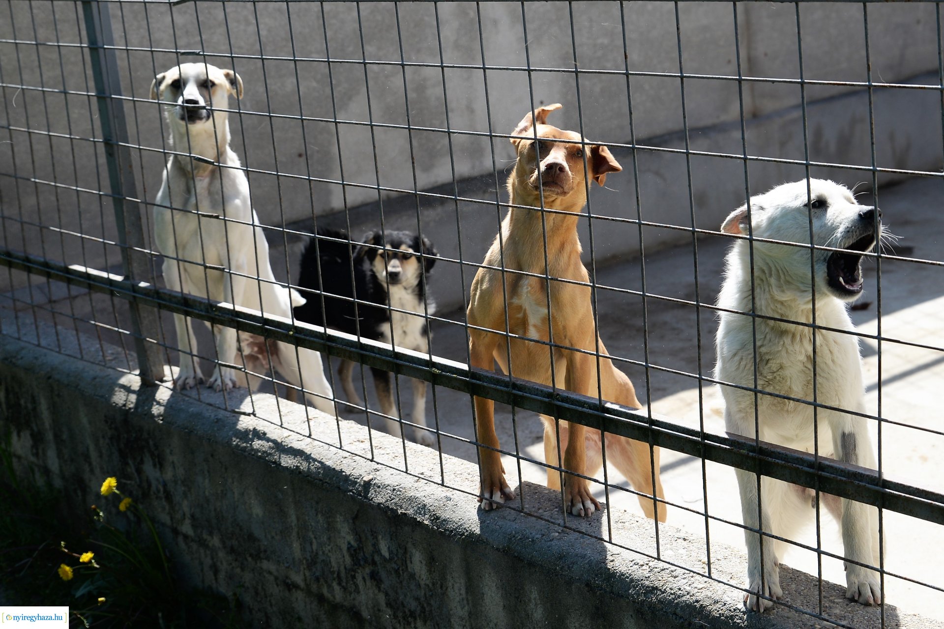 Látogatás az Állatbarát Alapítvány Állatotthonában
