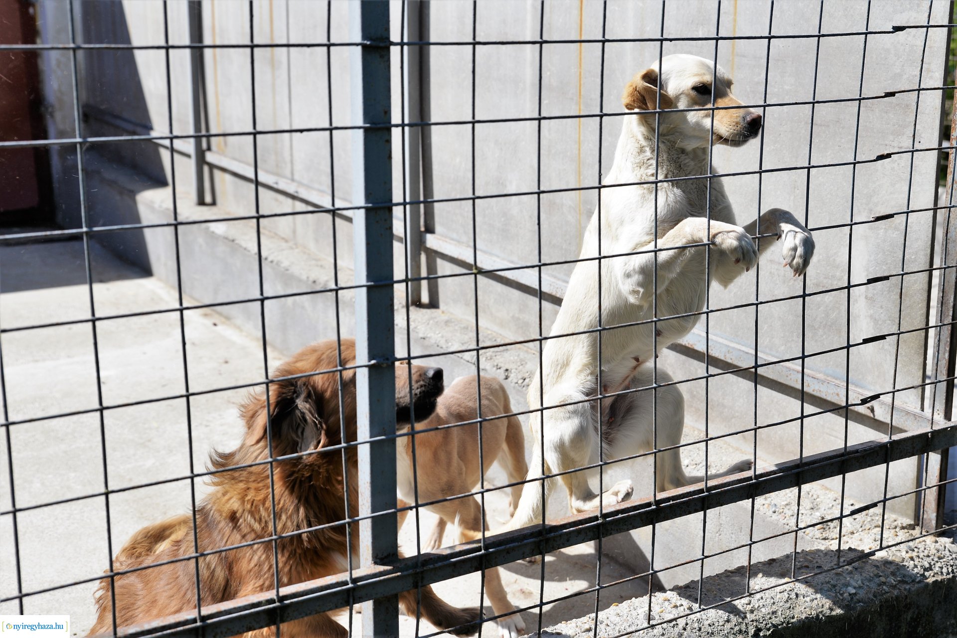 Látogatás az Állatbarát Alapítvány Állatotthonában