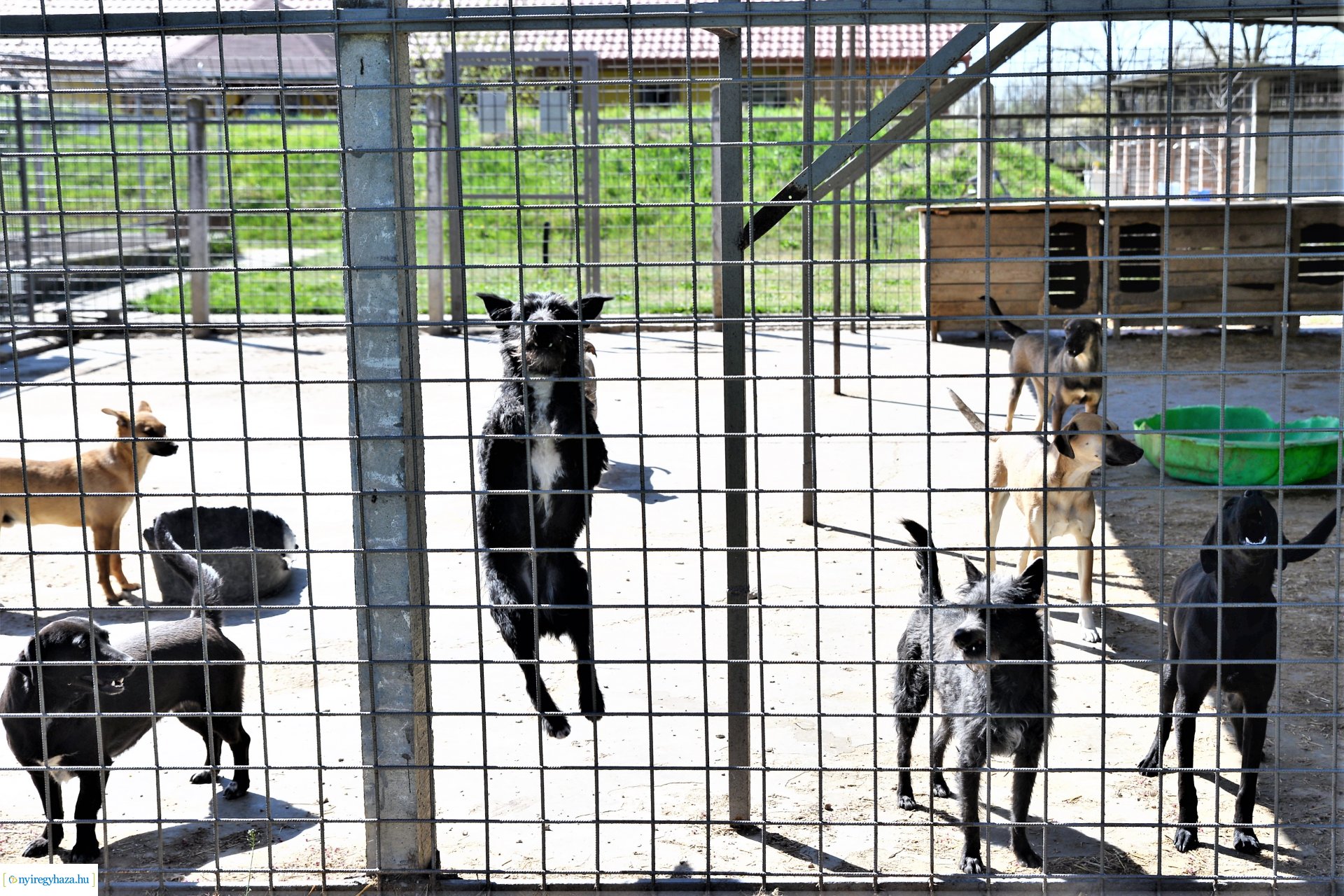 Látogatás az Állatbarát Alapítvány Állatotthonában