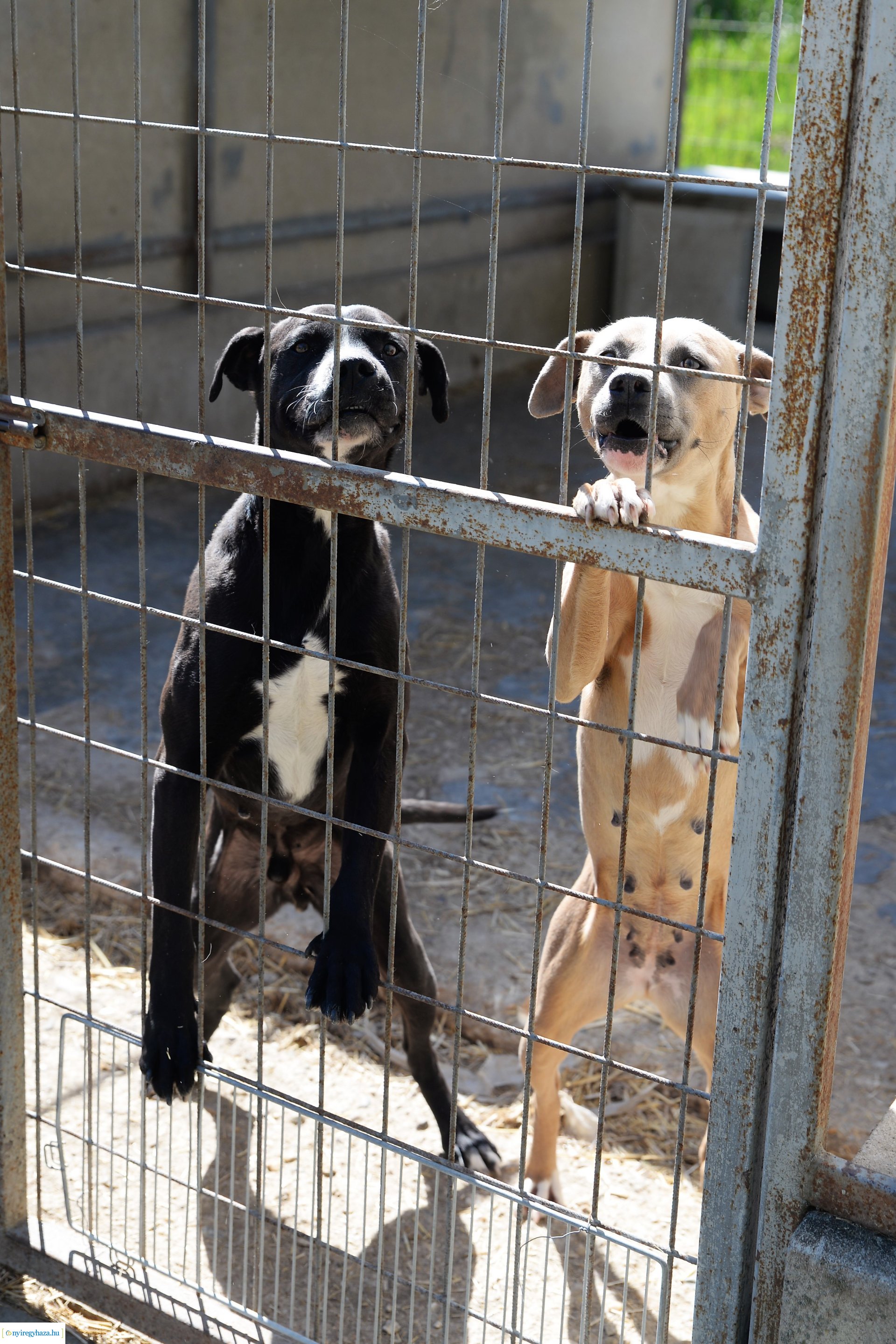 Látogatás az Állatbarát Alapítvány Állatotthonában