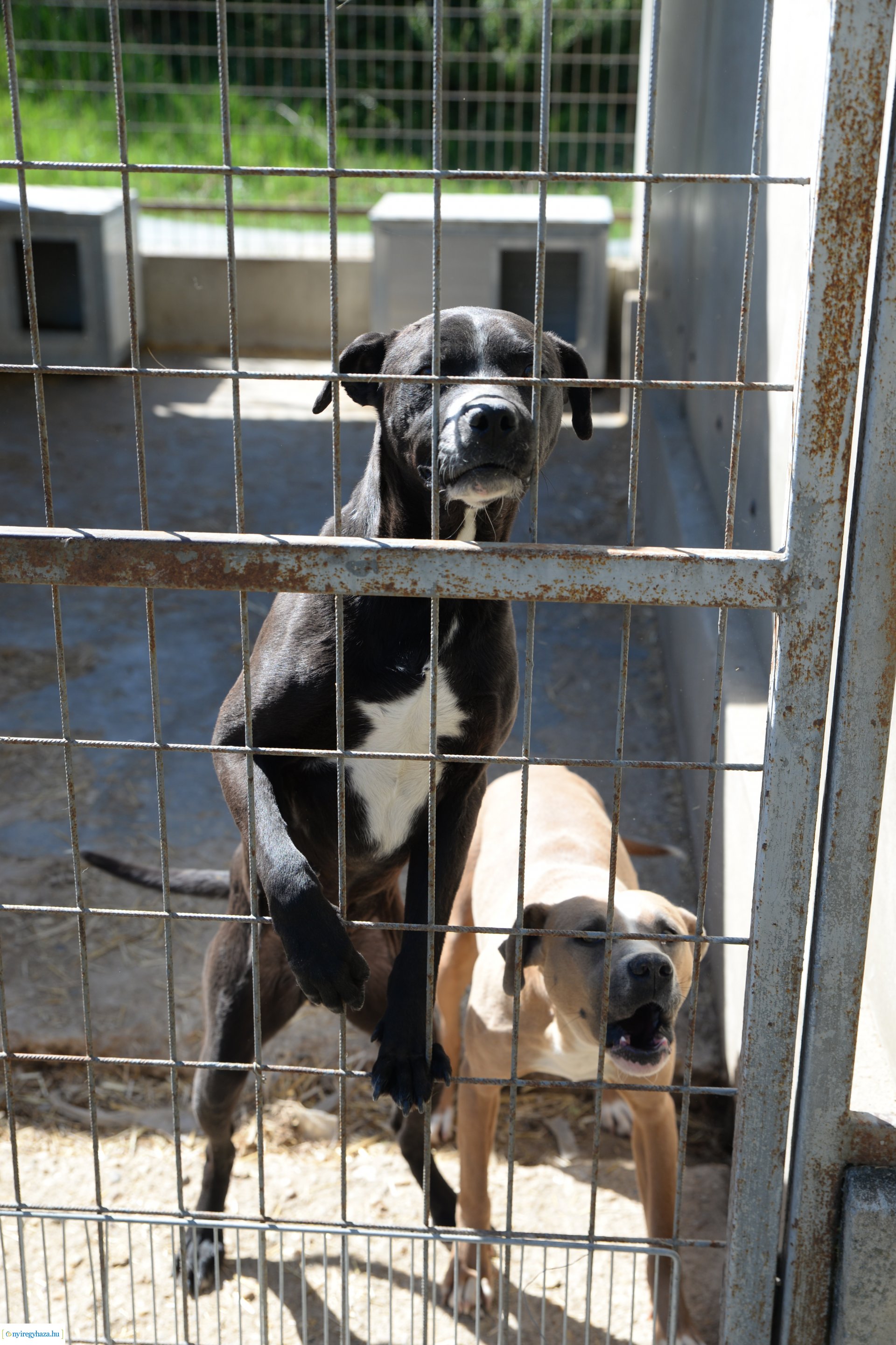 Látogatás az Állatbarát Alapítvány Állatotthonában