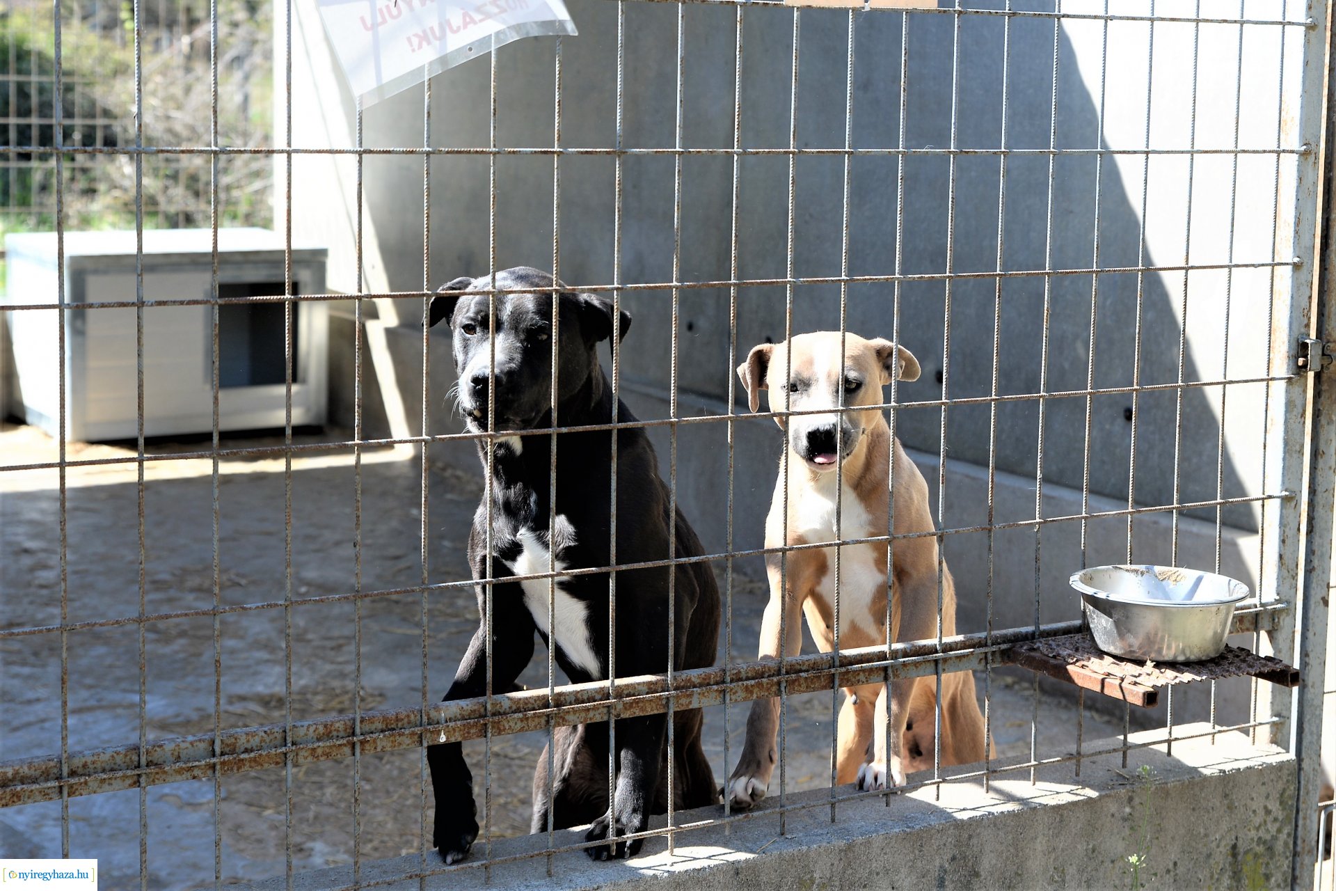 Látogatás az Állatbarát Alapítvány Állatotthonában