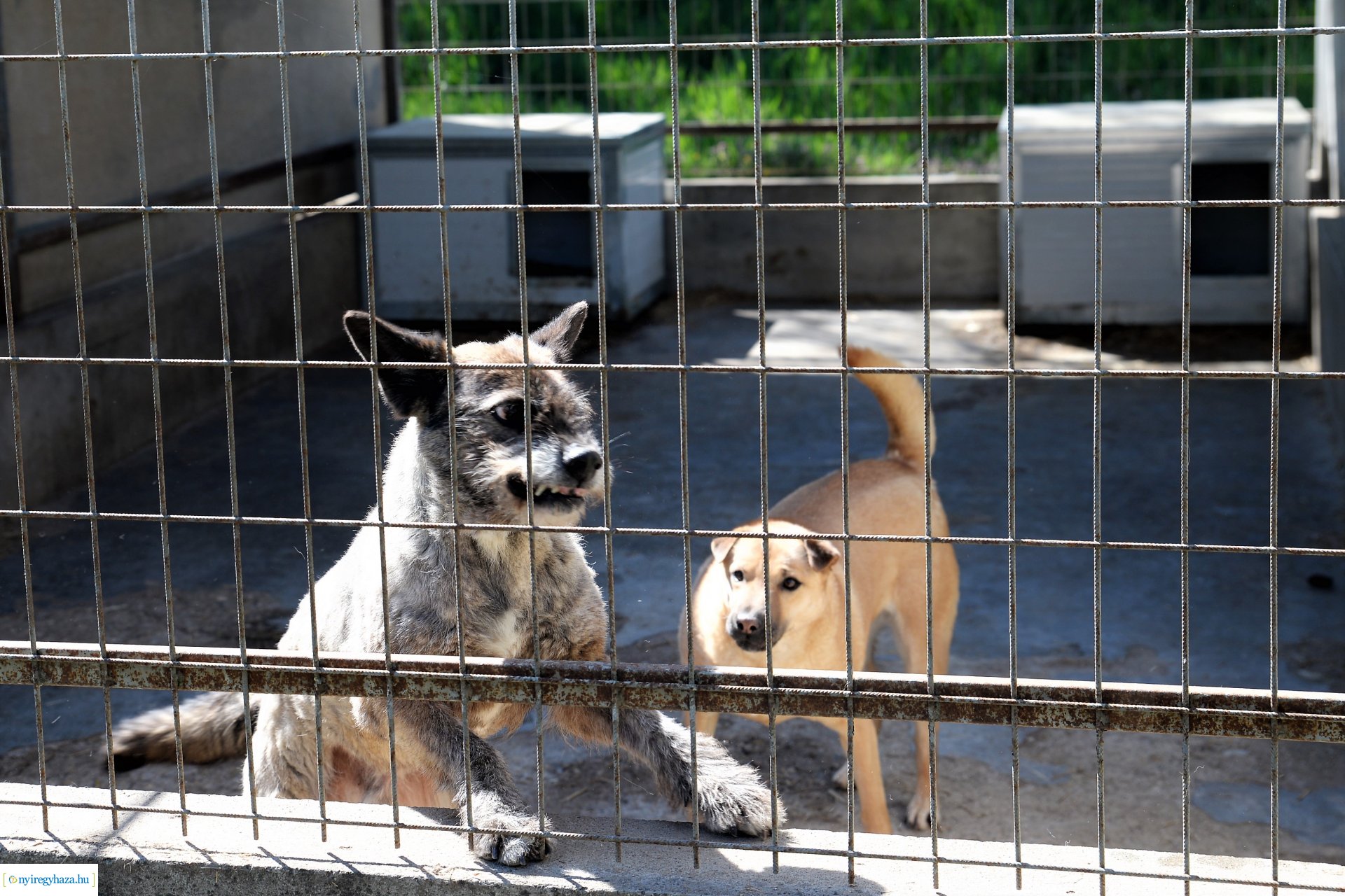 Látogatás az Állatbarát Alapítvány Állatotthonában