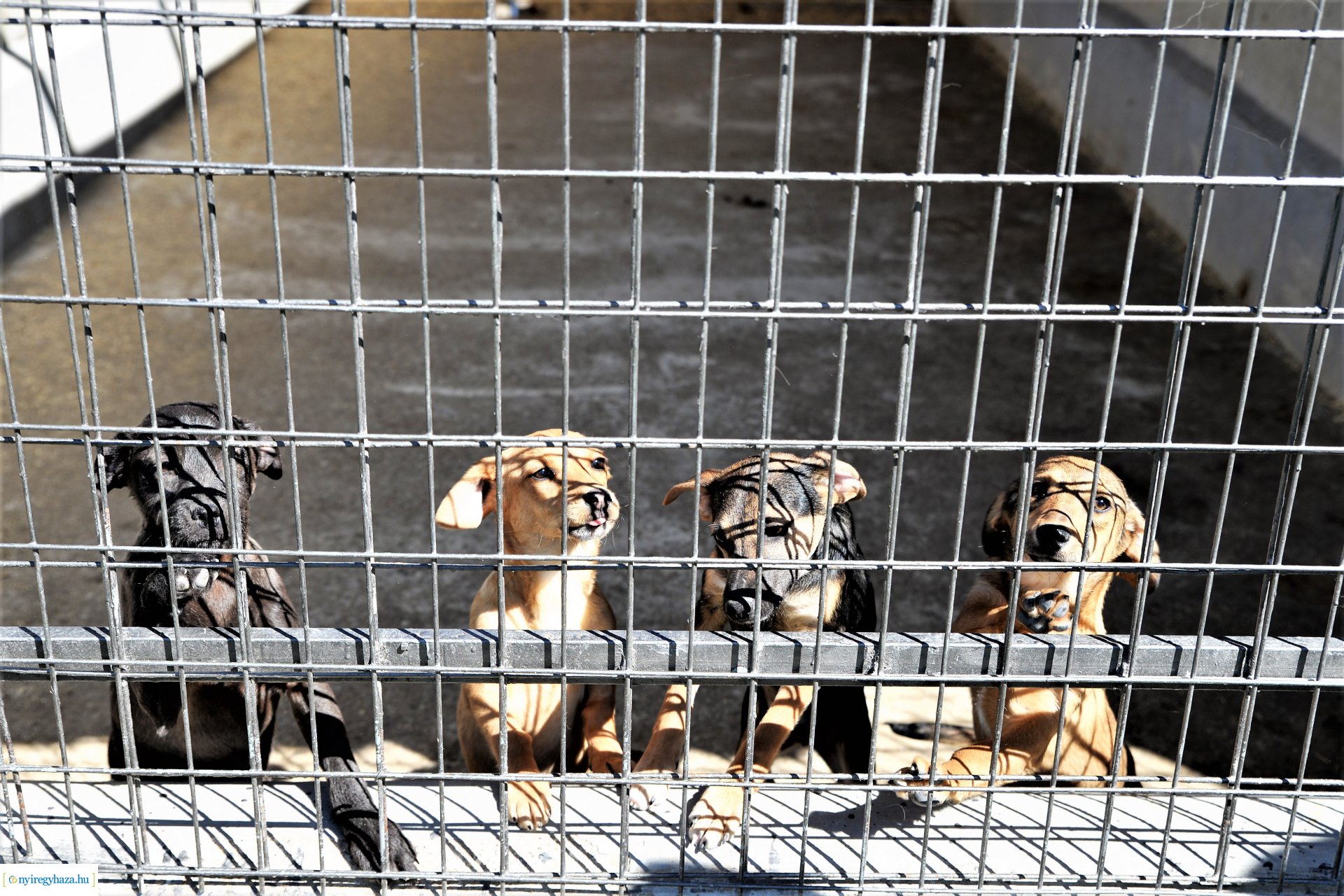 Látogatás az Állatbarát Alapítvány Állatotthonában